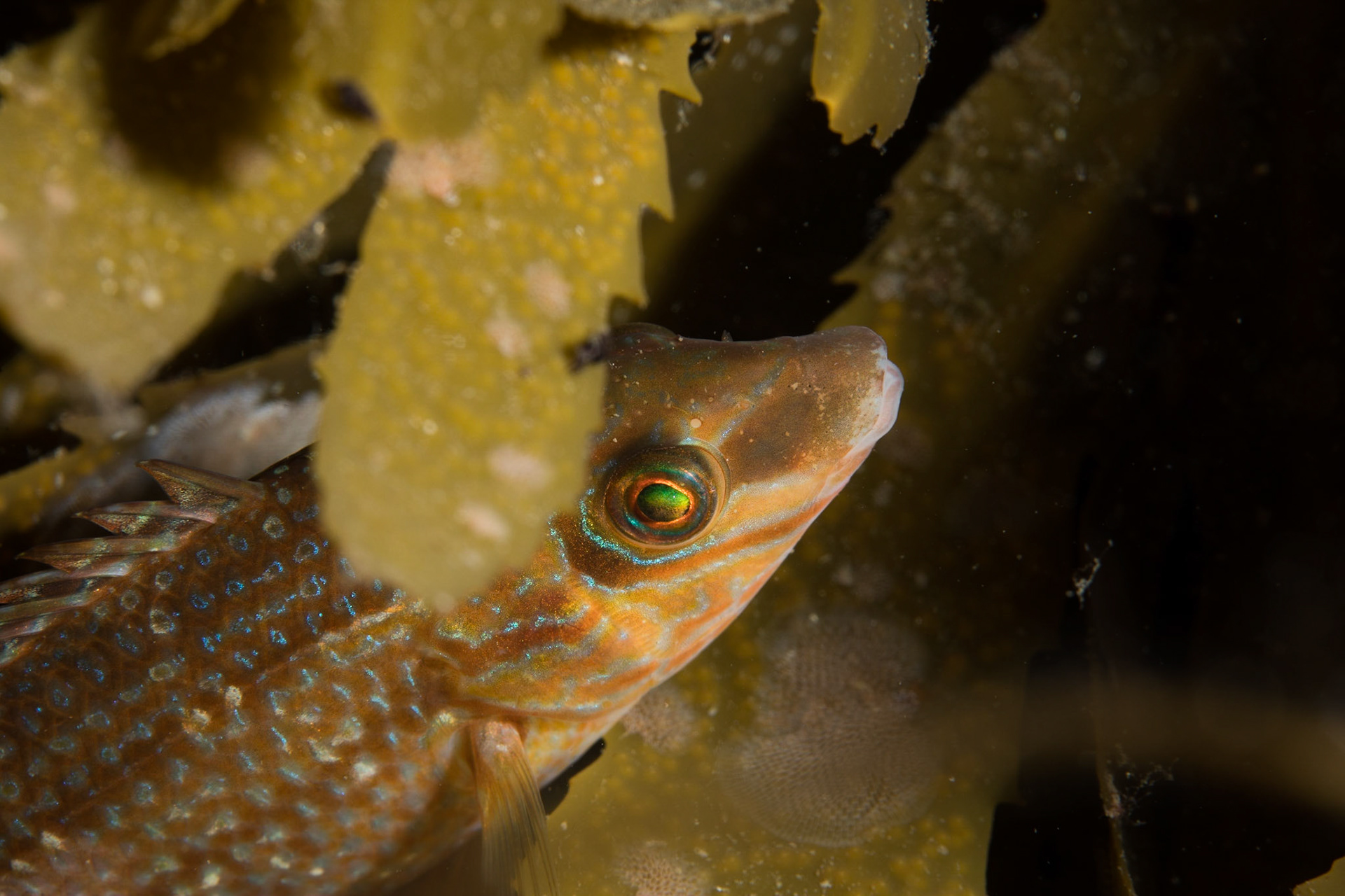 Corkwing wrasse