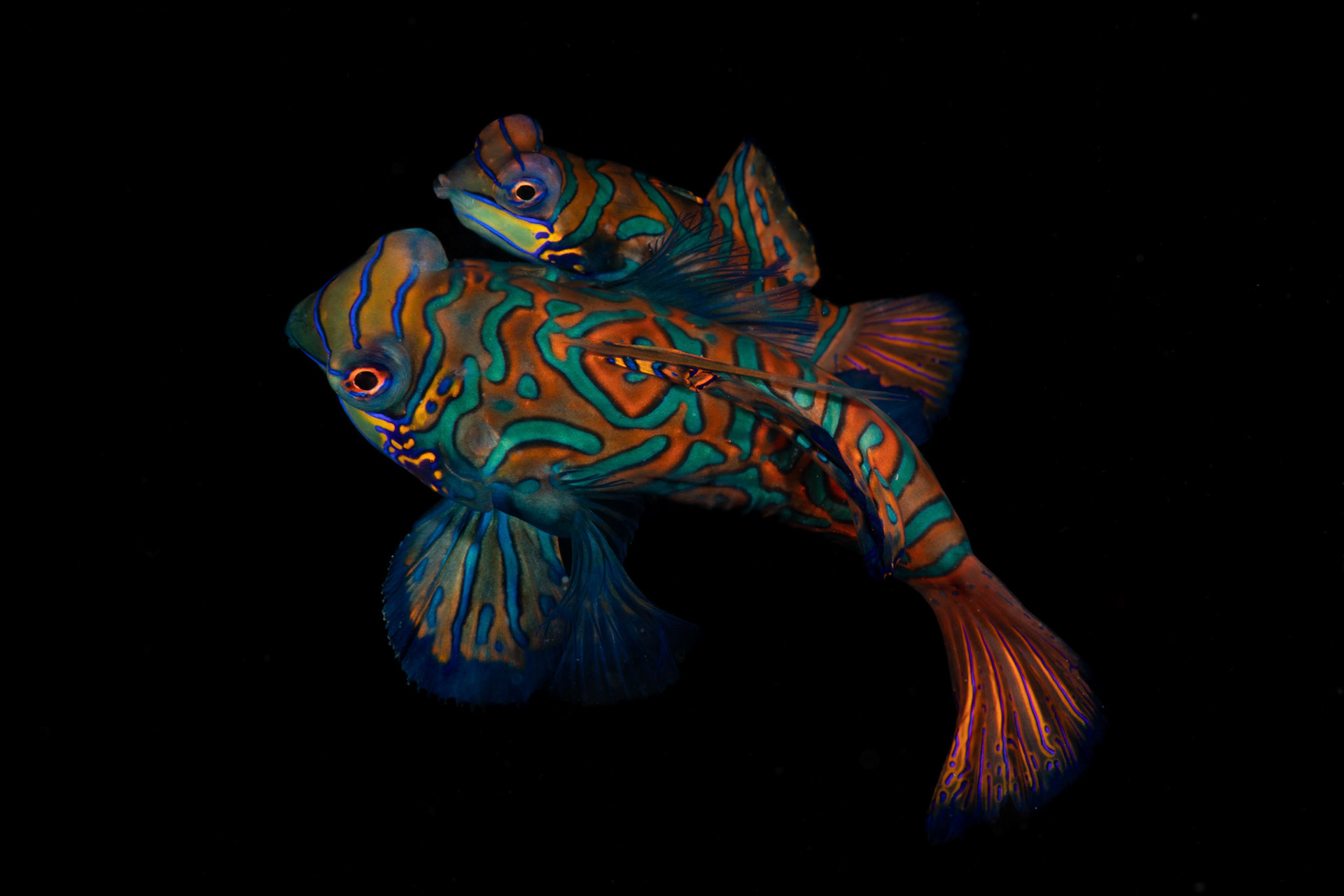 Mandarinfish mating (Synchiropus splendidus)