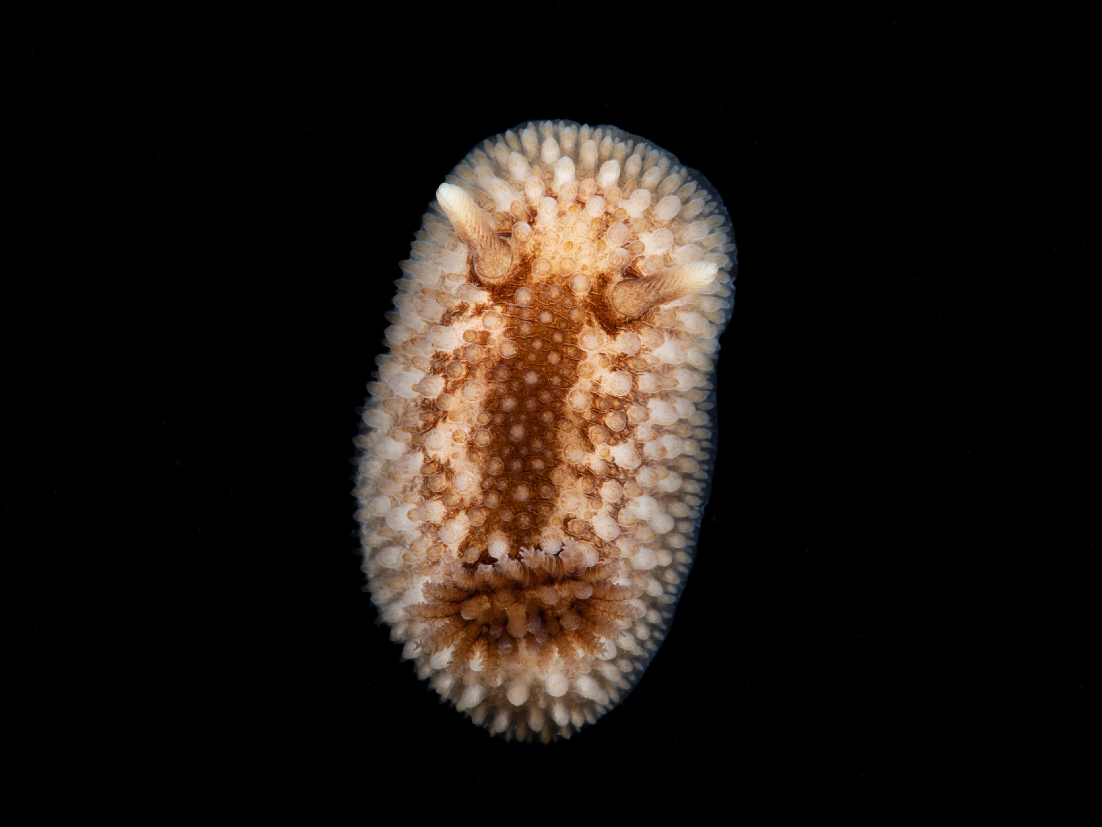 Onchidoris bilamellata