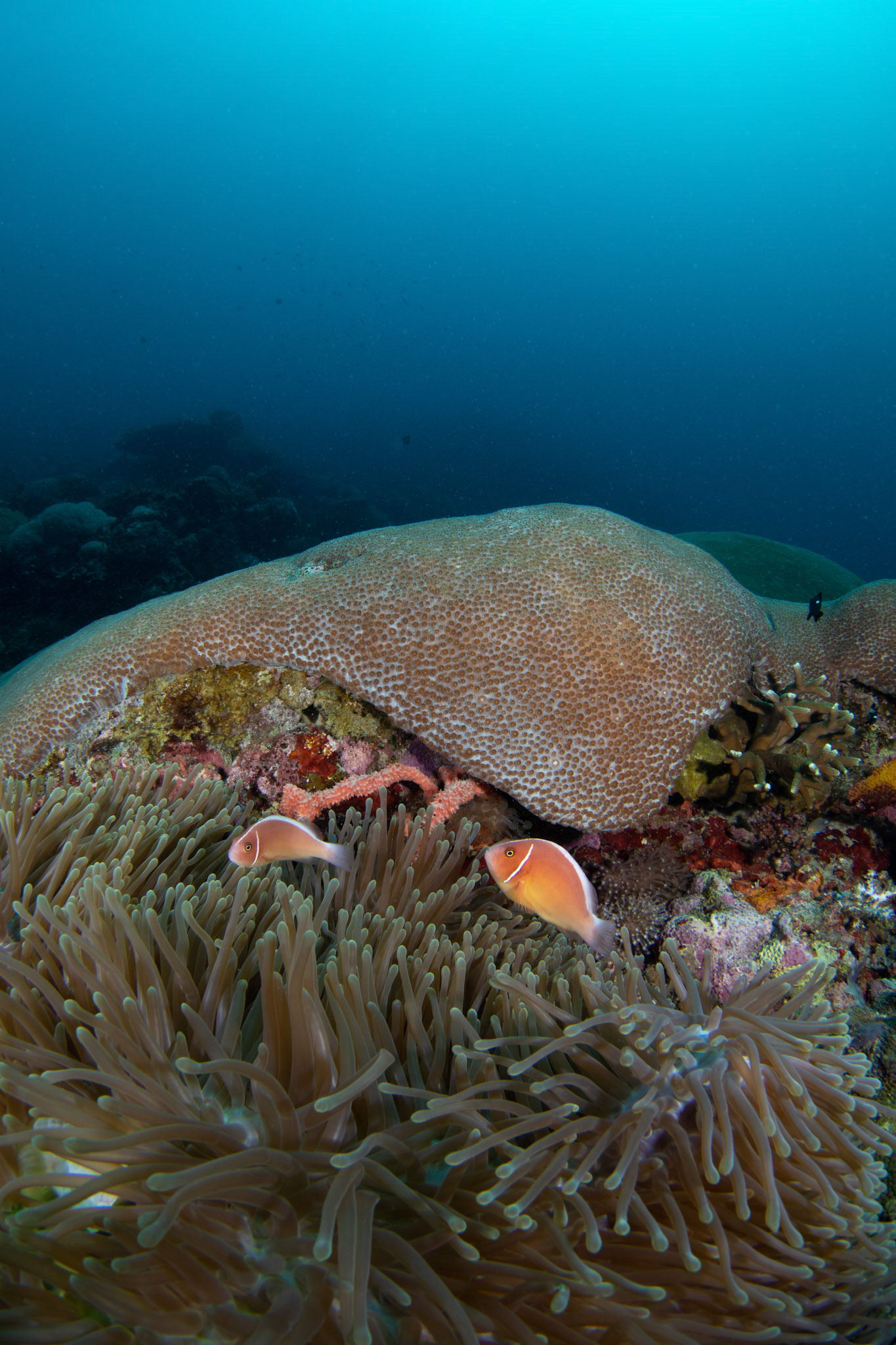 Pink skunk clownfish (Amphiprion perideraion)