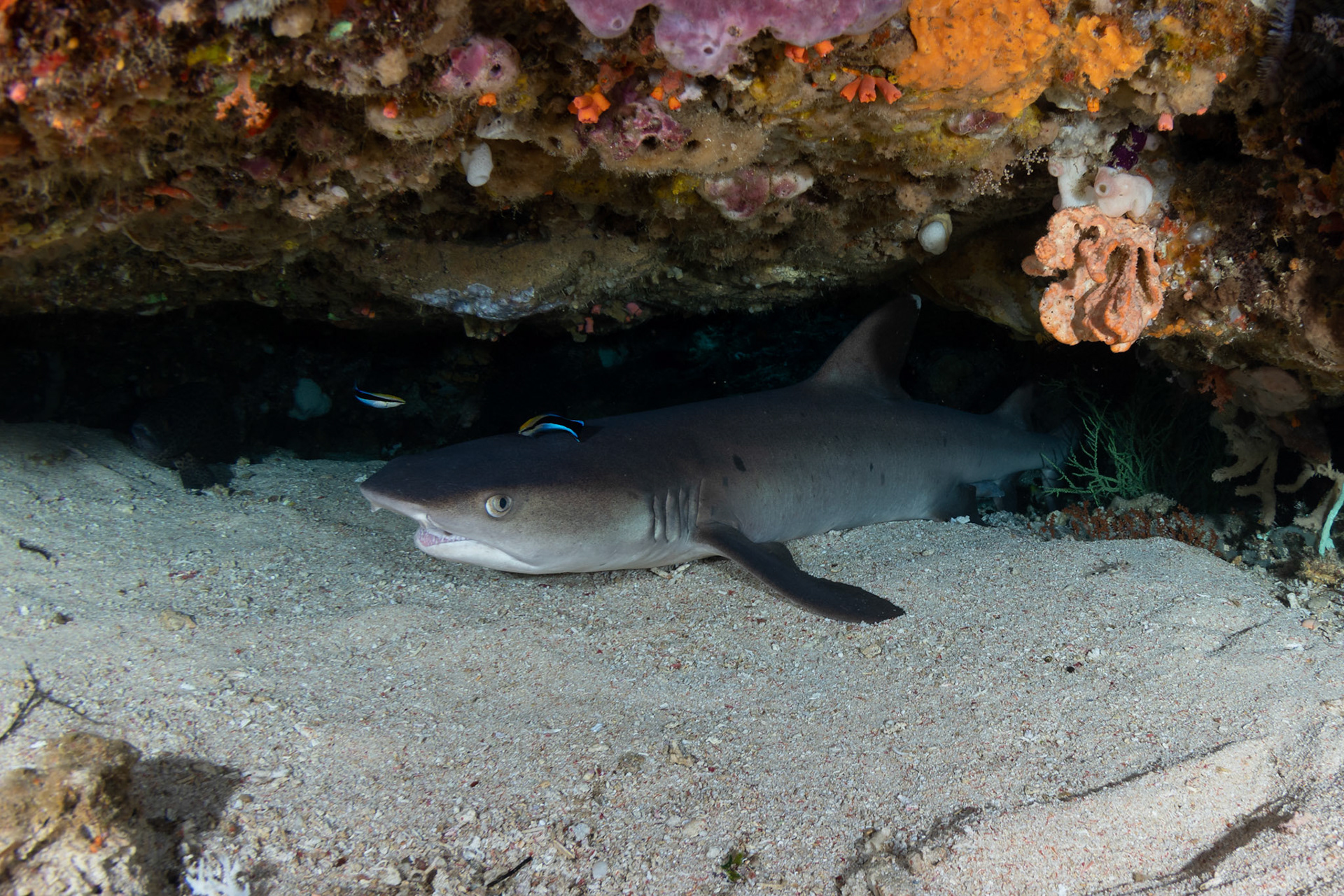 Whitetip reef shark (Triaenodon obesus)