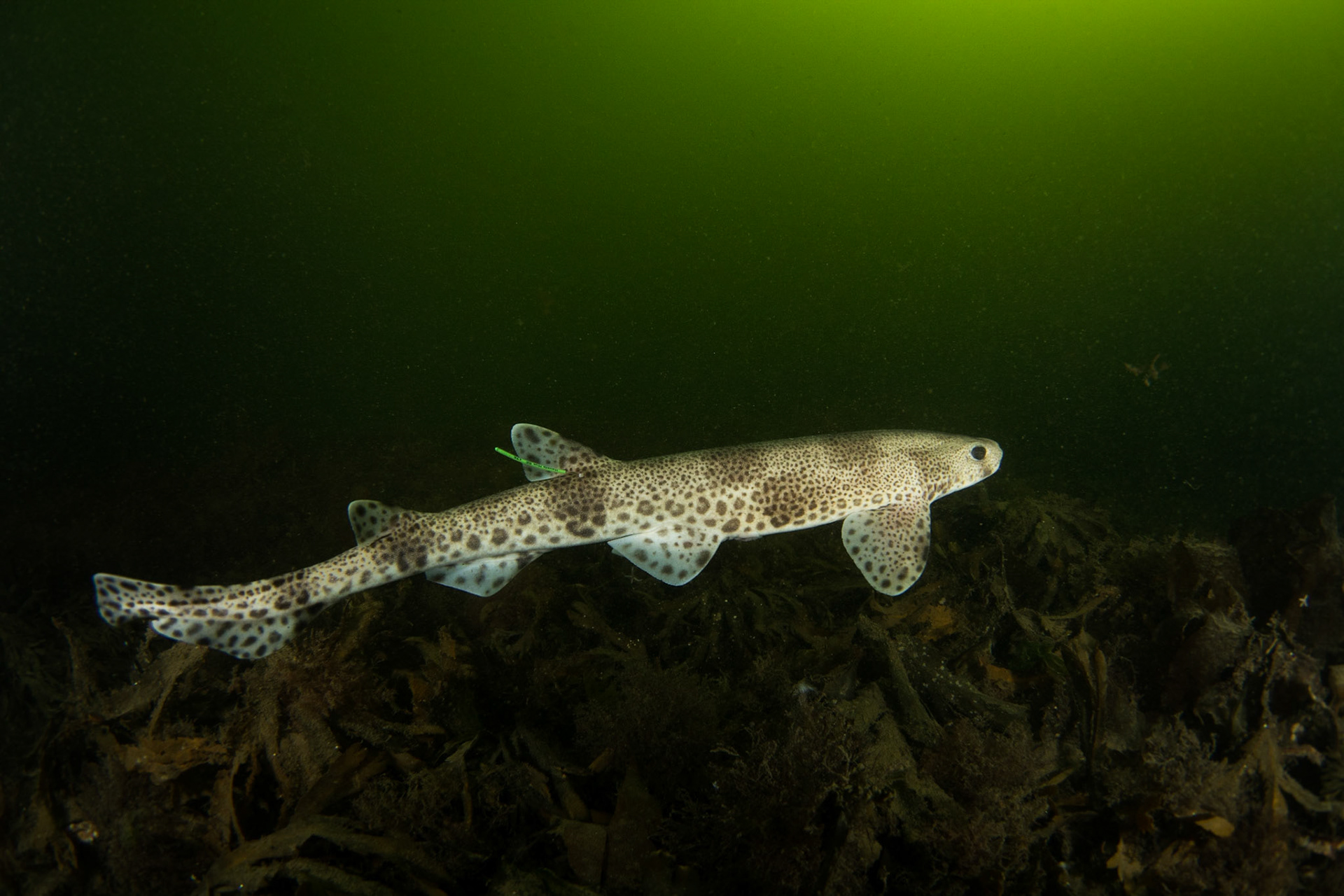 Smallspotted catshark
