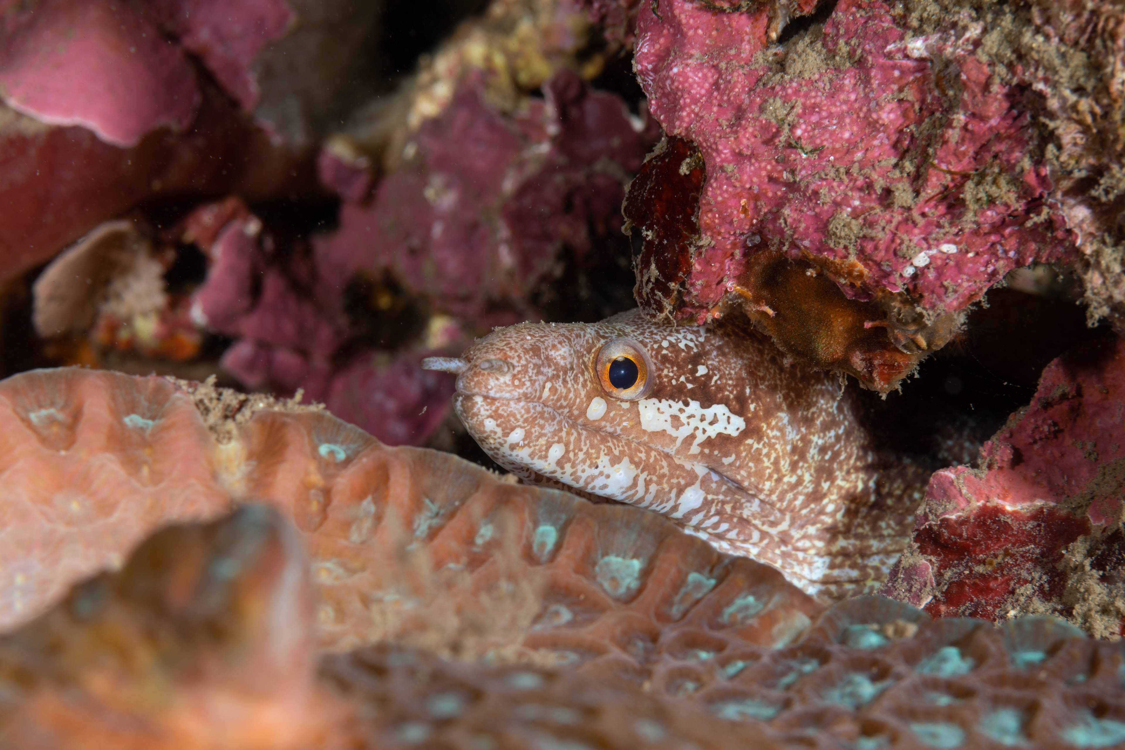 Barred-fin moray (Gymnothorax zonipectis)