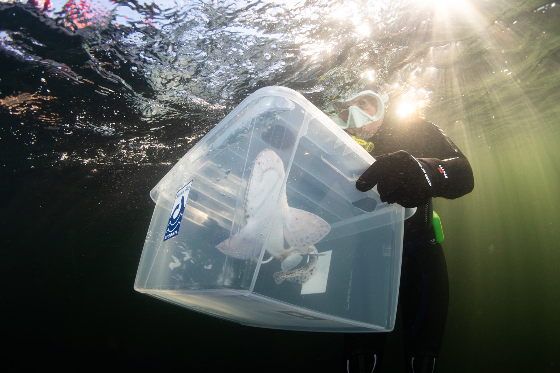 Shark release with Havets Hus