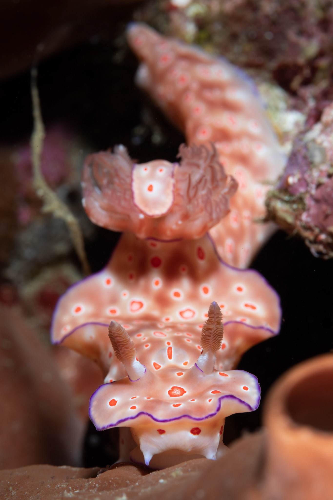 Ceratosoma trilobatum