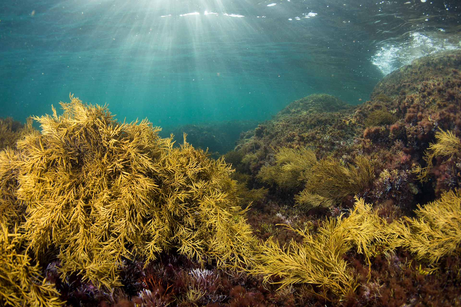 Underwater scenery "Kramkistan" Lysekil