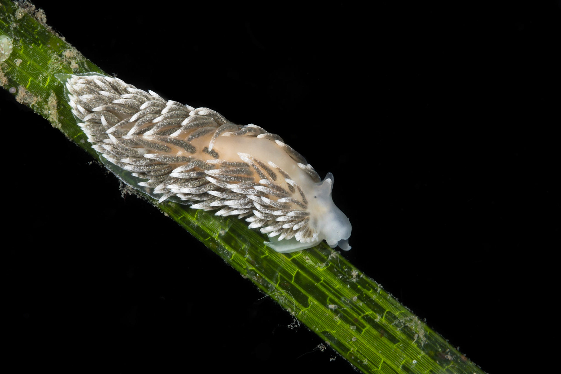 Aelodiella glauca