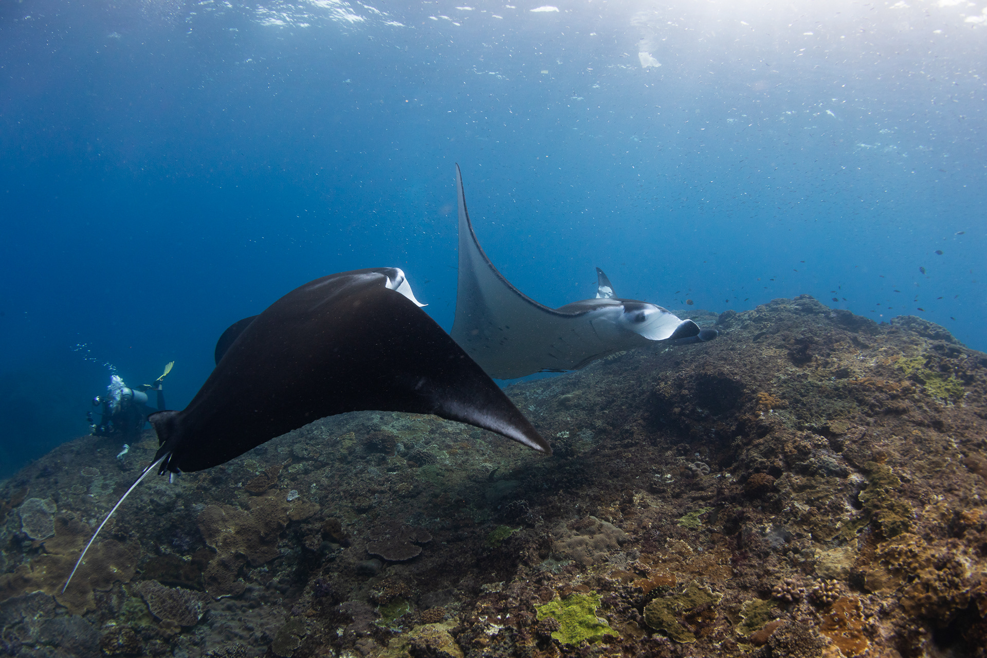 Manta rays (Mobula alfredi) 