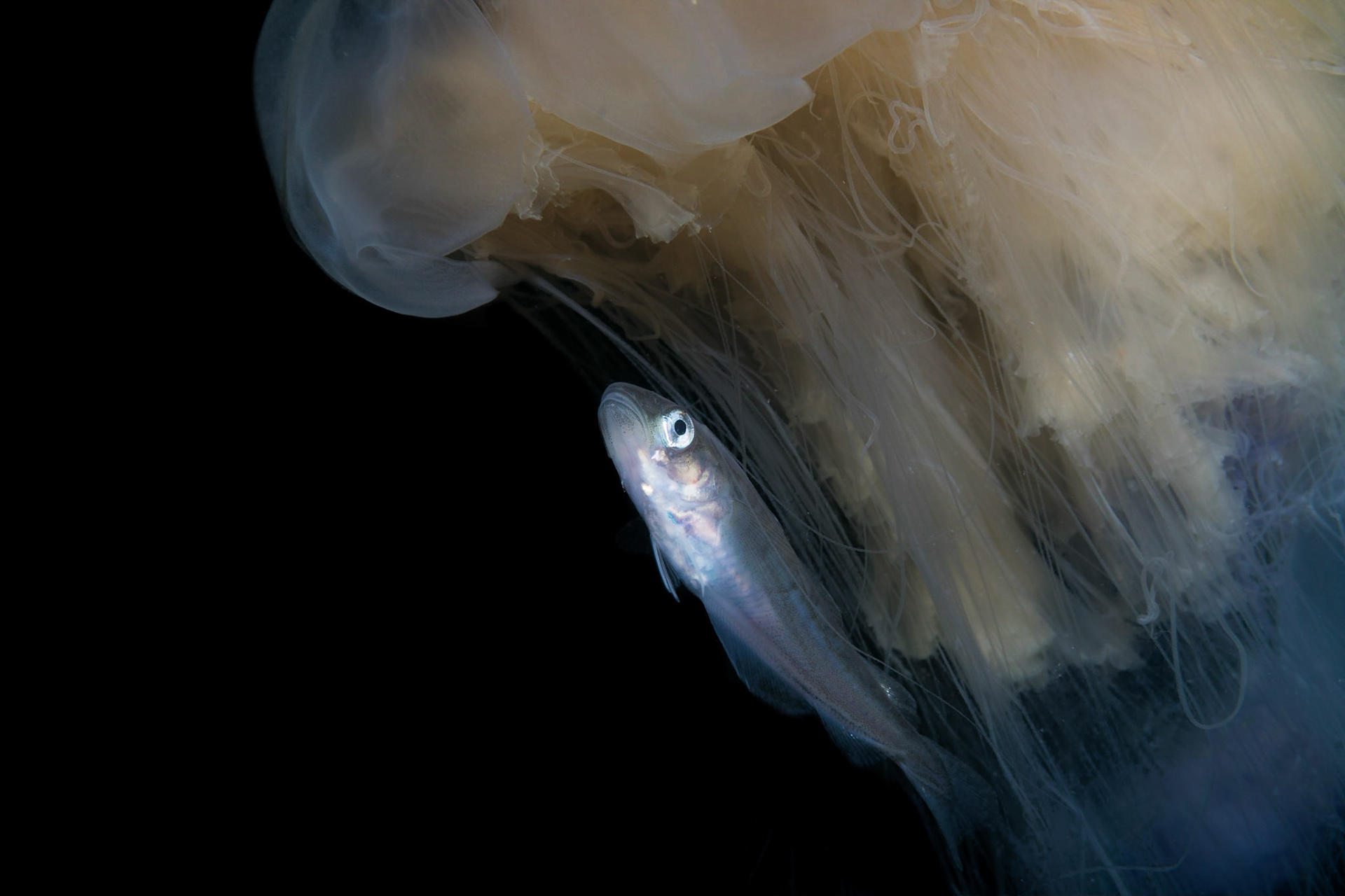 Whiting hiding amongst the tentacles of a Lionsmane Jellyfish