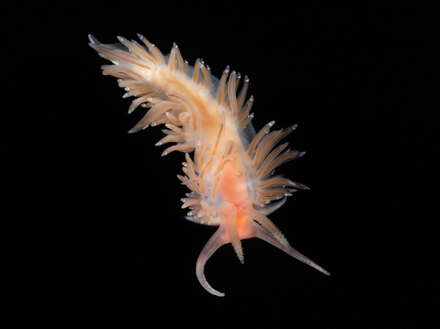 Facelina bostoniensis 