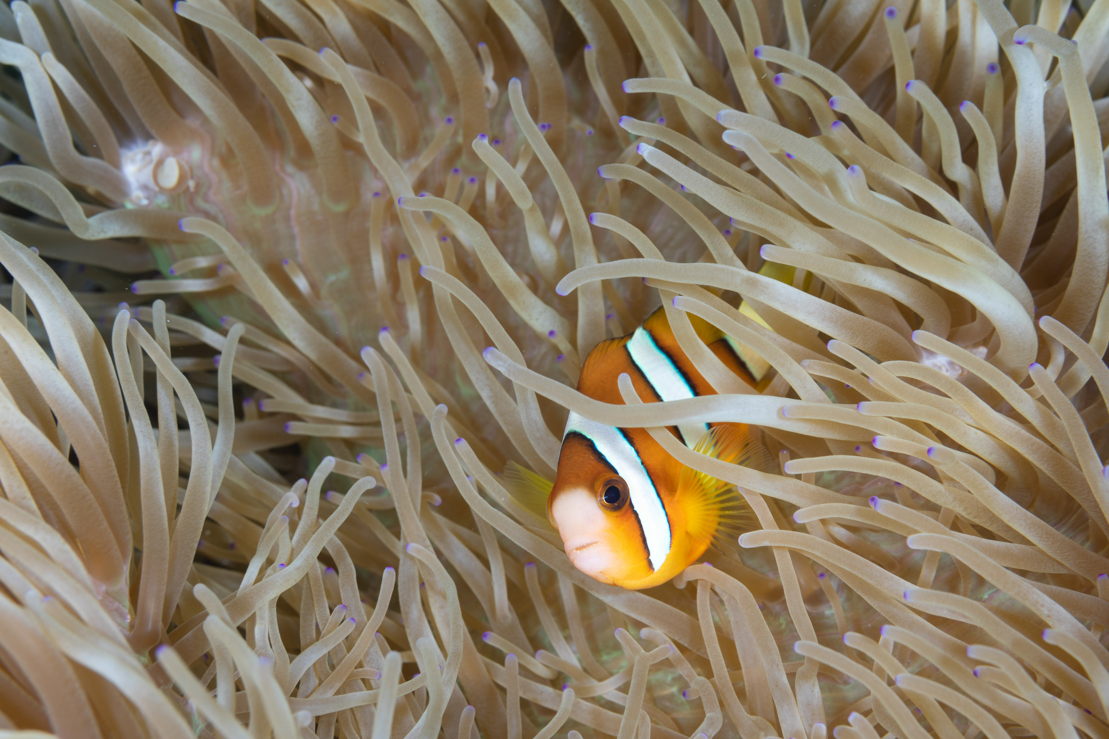 Clark's anemonefish (Amphiprion clarkii)