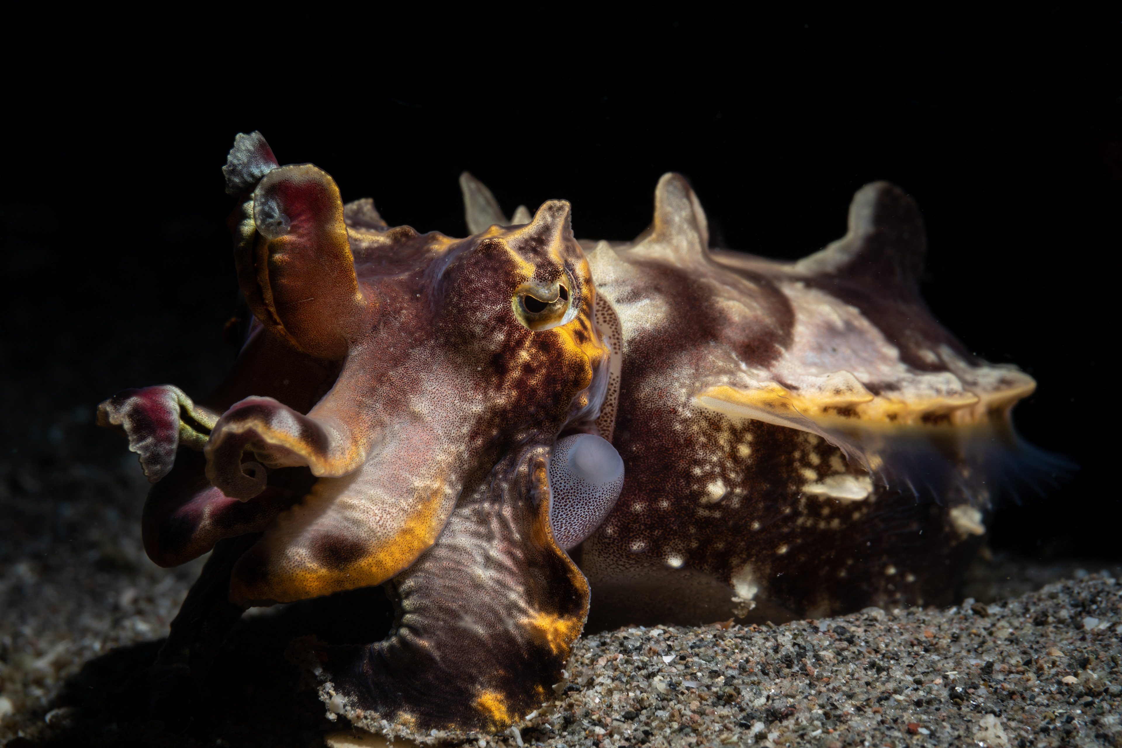 Flamboyant cuttlefish (Metasepia pfefferi)