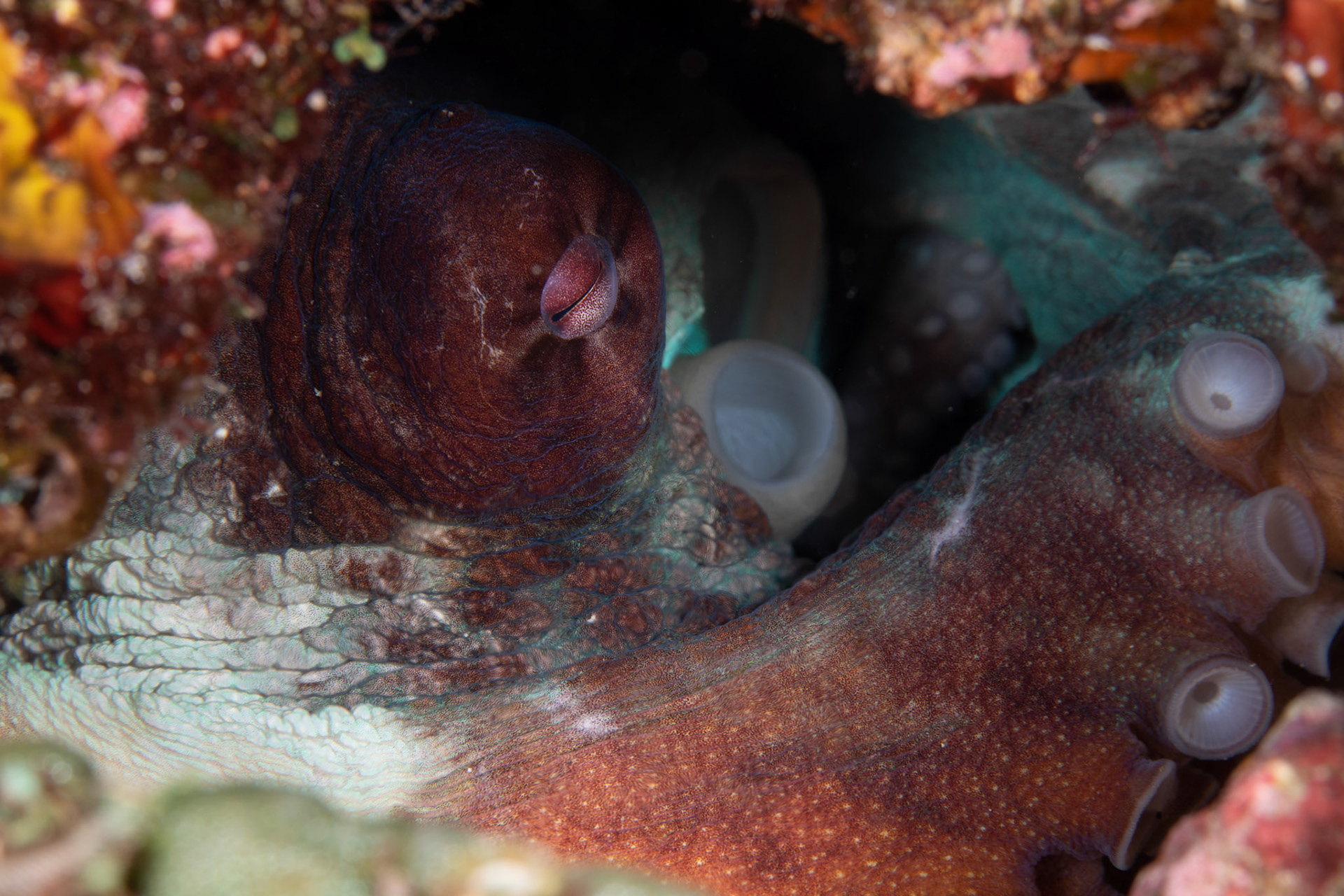 Day octopus (Octopus cyanea)