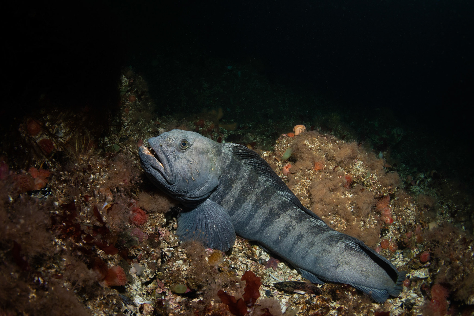 Wolffish