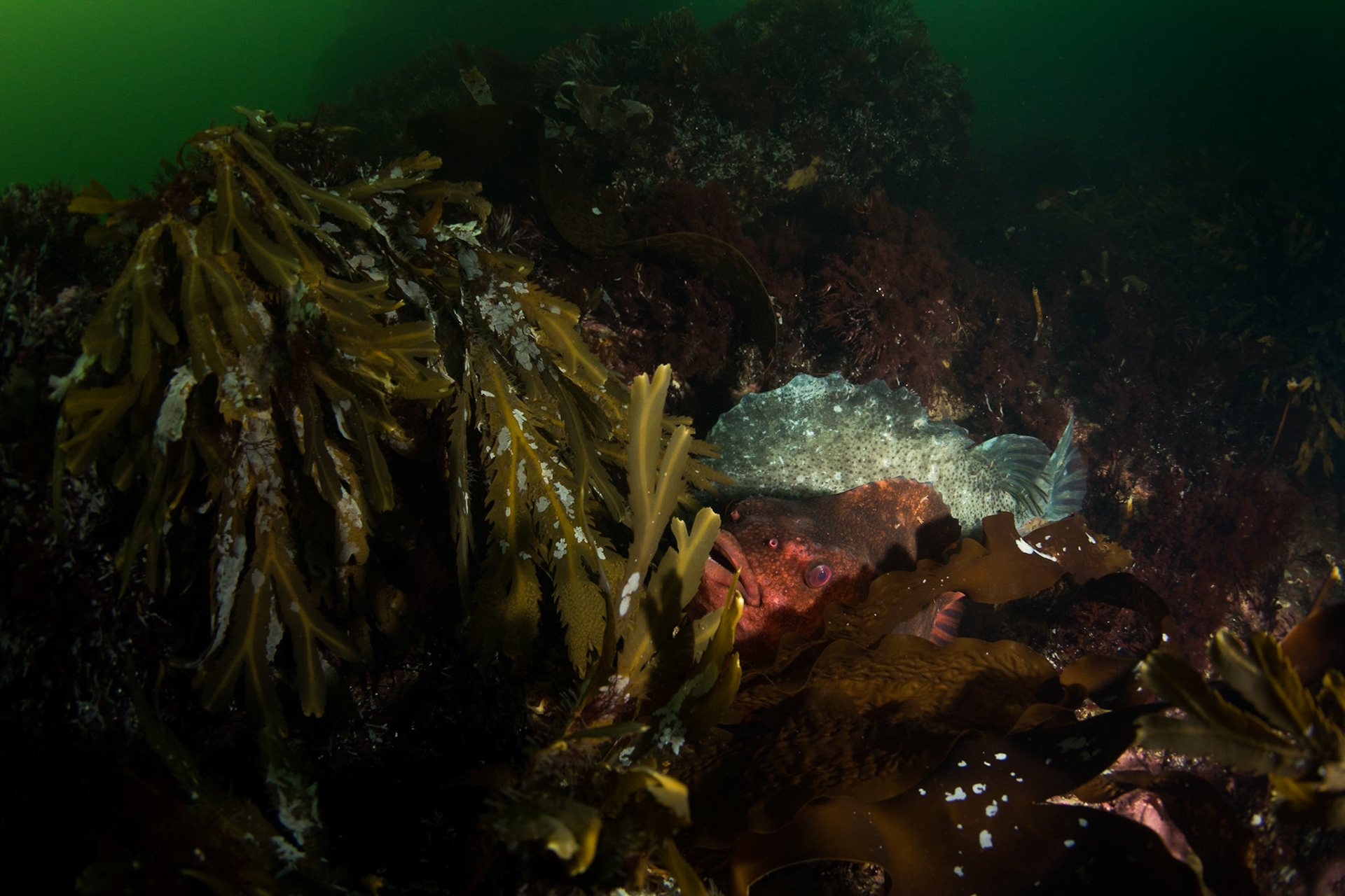 Lumpsucker fish mating pair