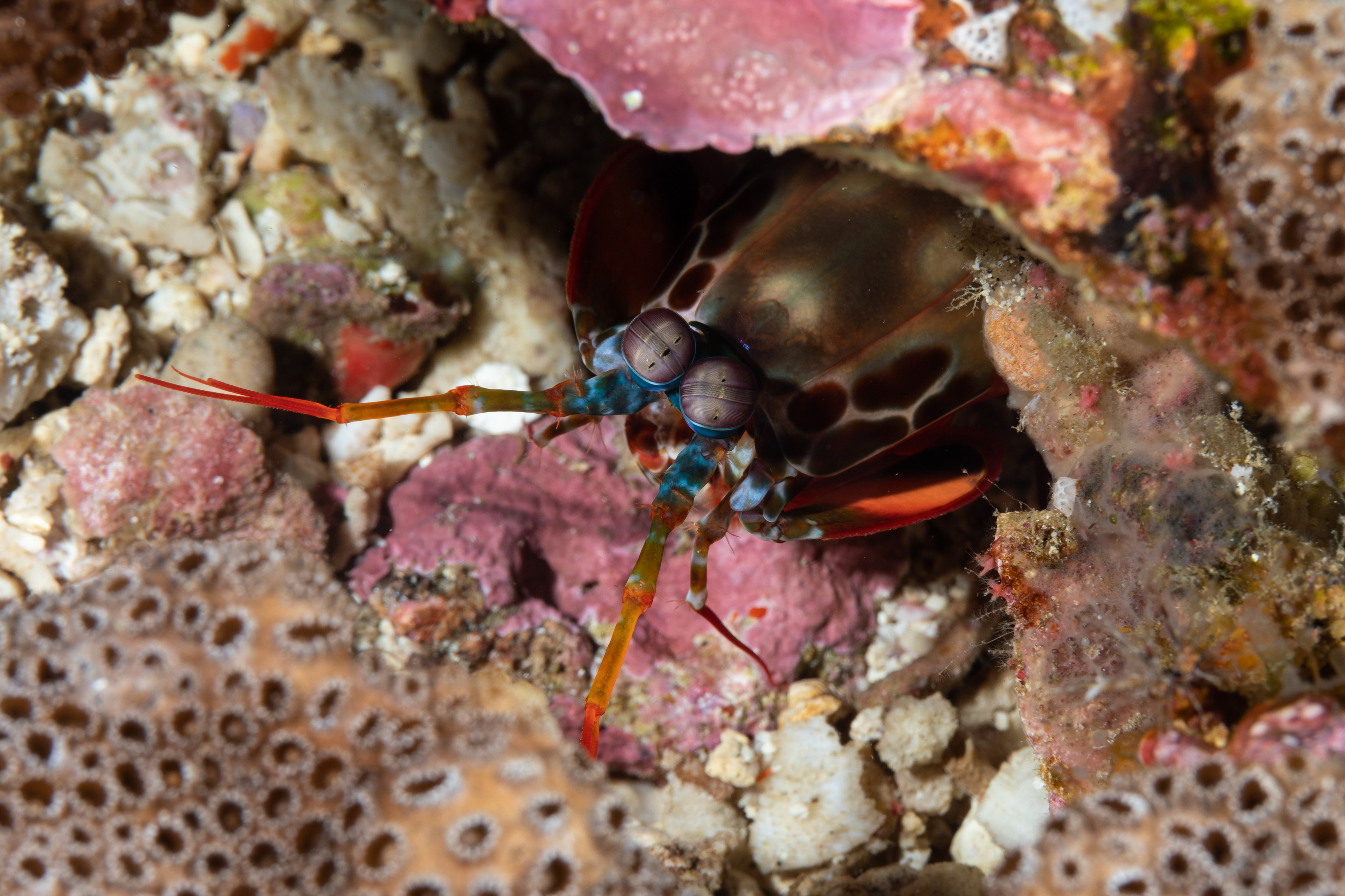 Peacock mantis shrimp (Odontodactylus scyllarus)