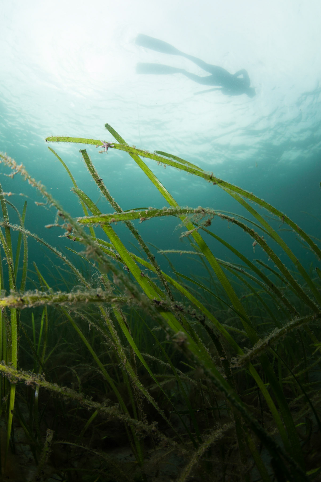 Eelgrass meadow