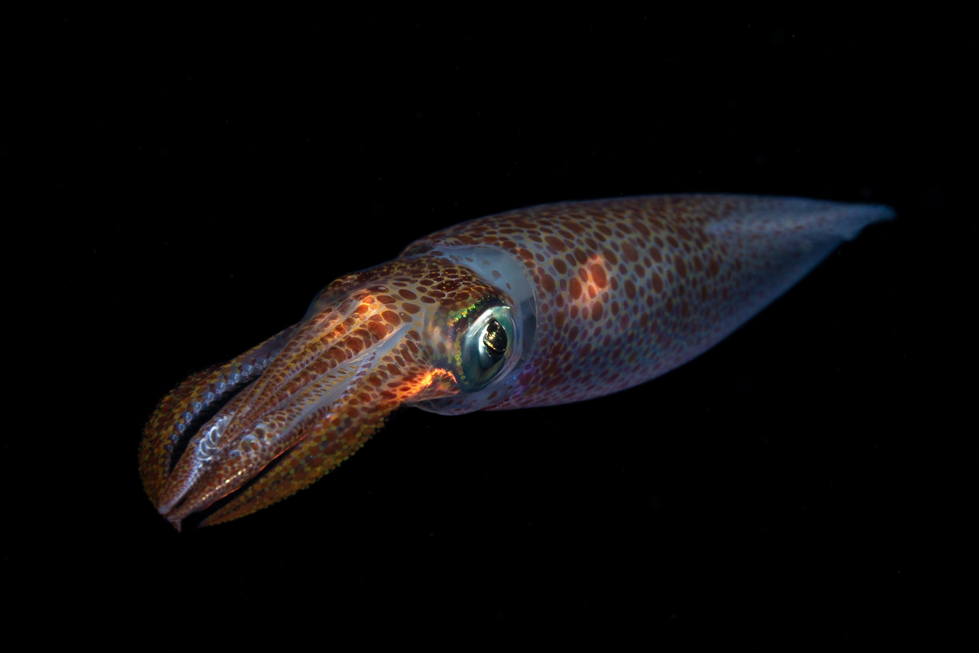 Loligo sp.