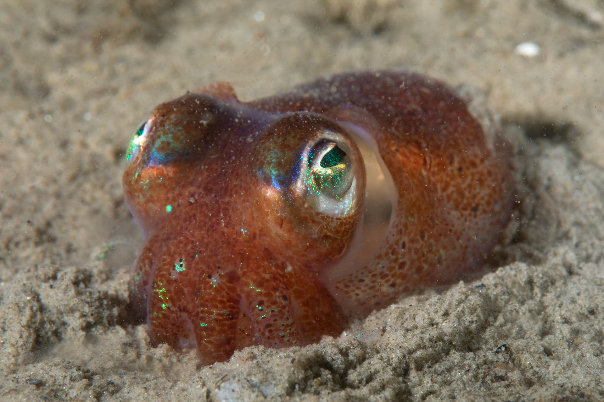 Common bobtail squid in Gullmarsfjord, Lysekil