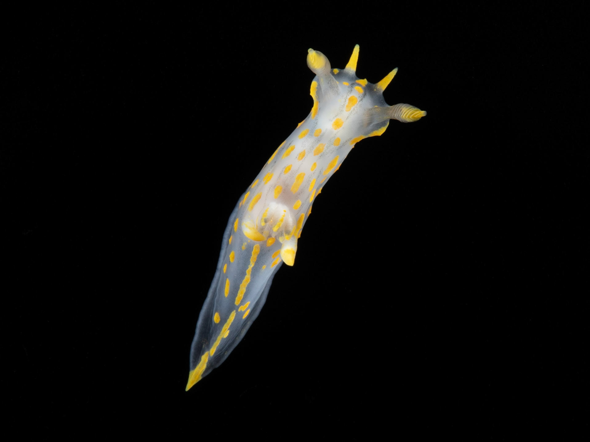 Polycera quadrilinieata