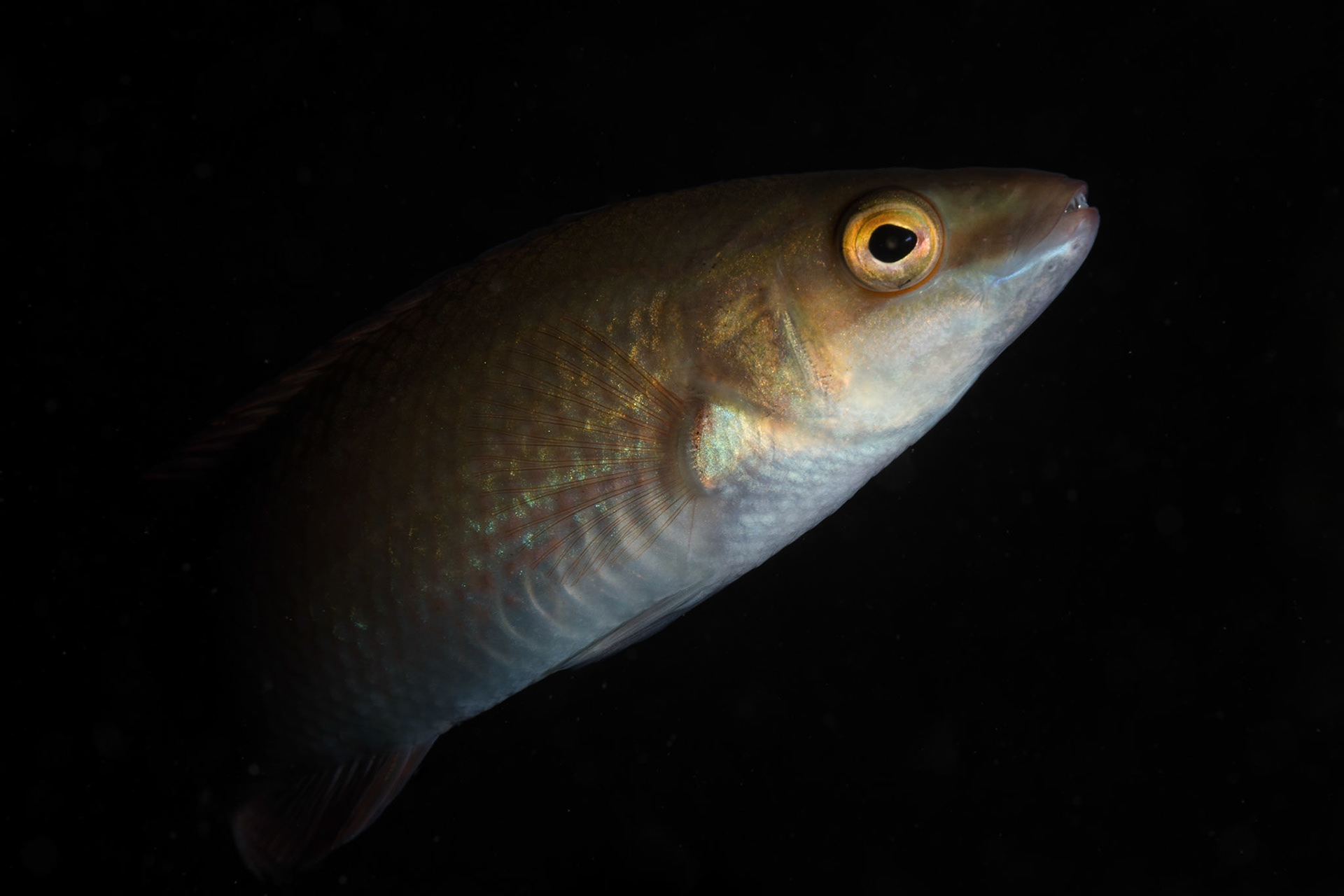 Goldsinny wrasse