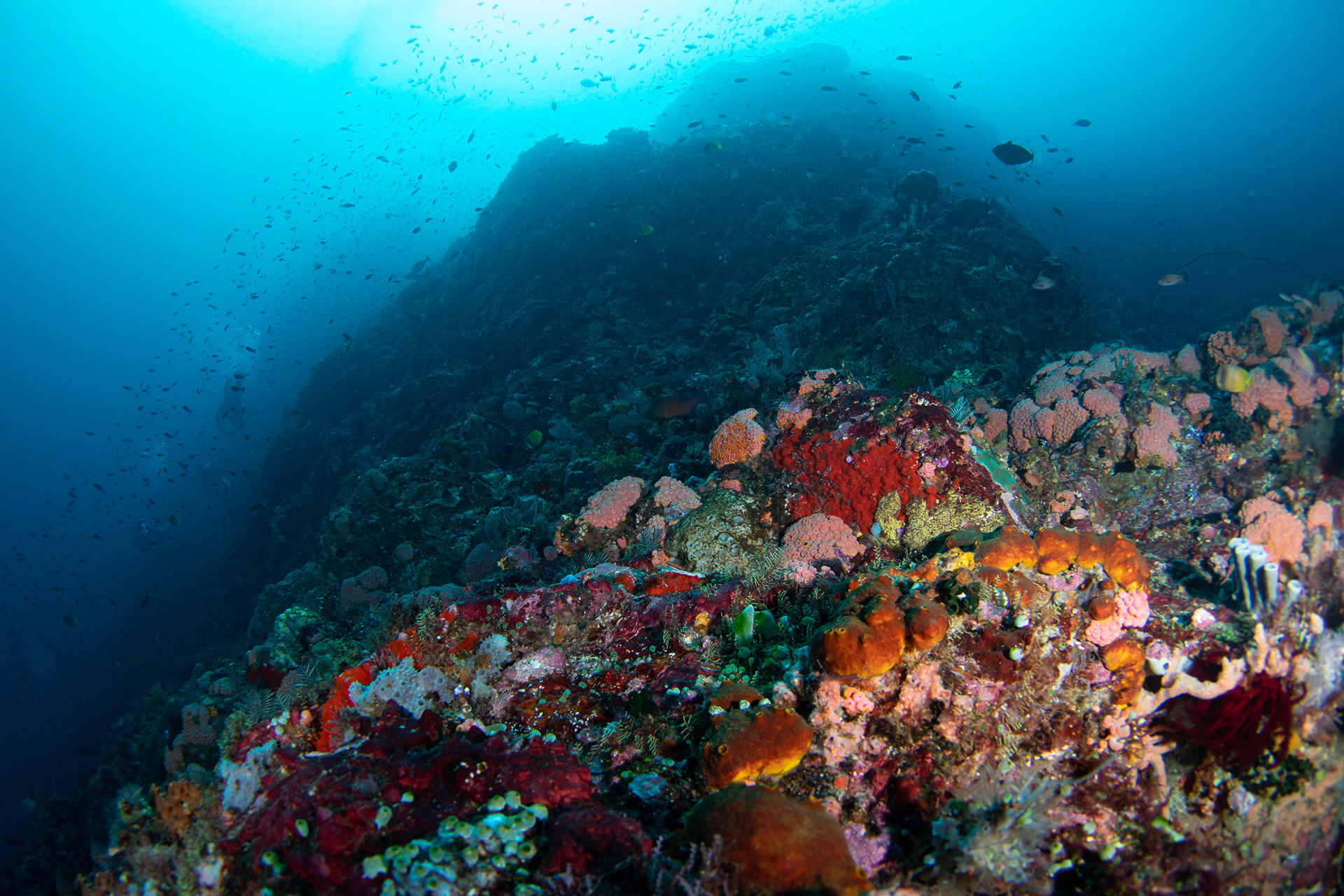 Reefscape Komodo national park