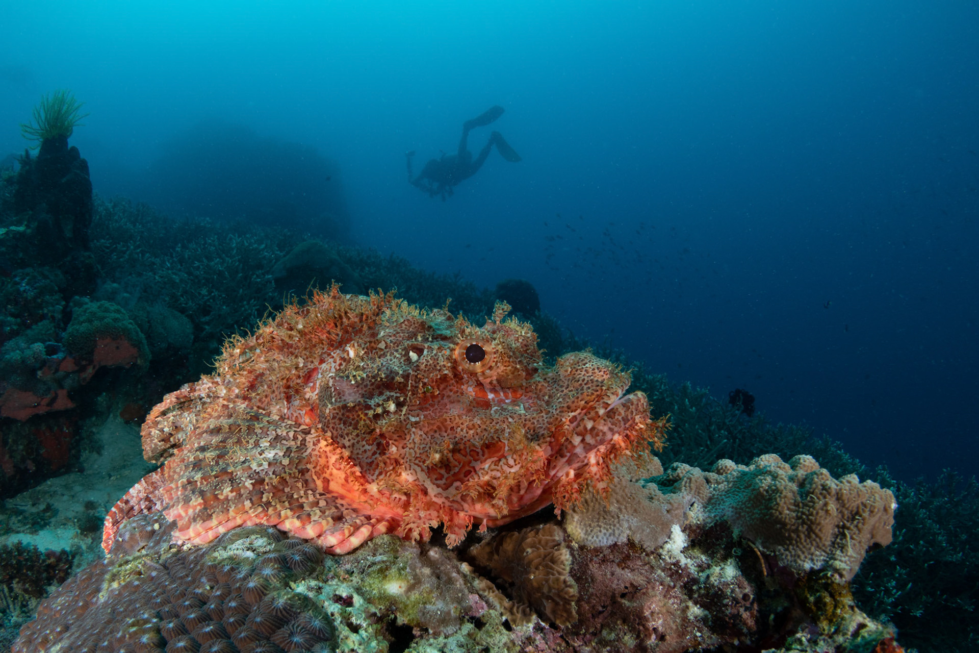 Tasseled scorpionfish (Scorpaenopsis oxycephala) 