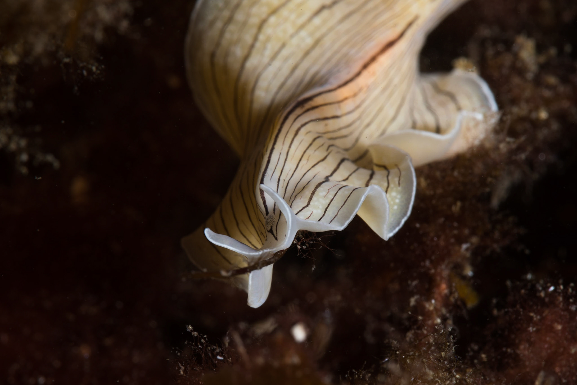 Prostheceraeus vittatus