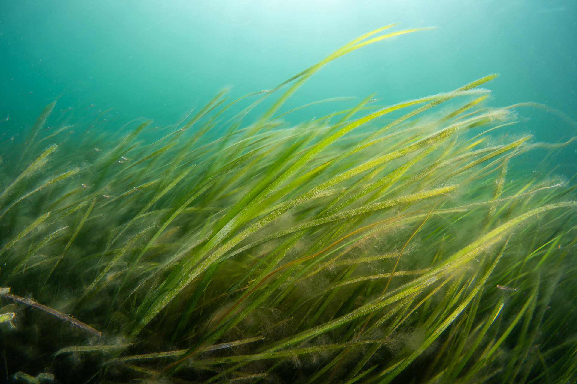 Eelgrass (Zostera marina)
