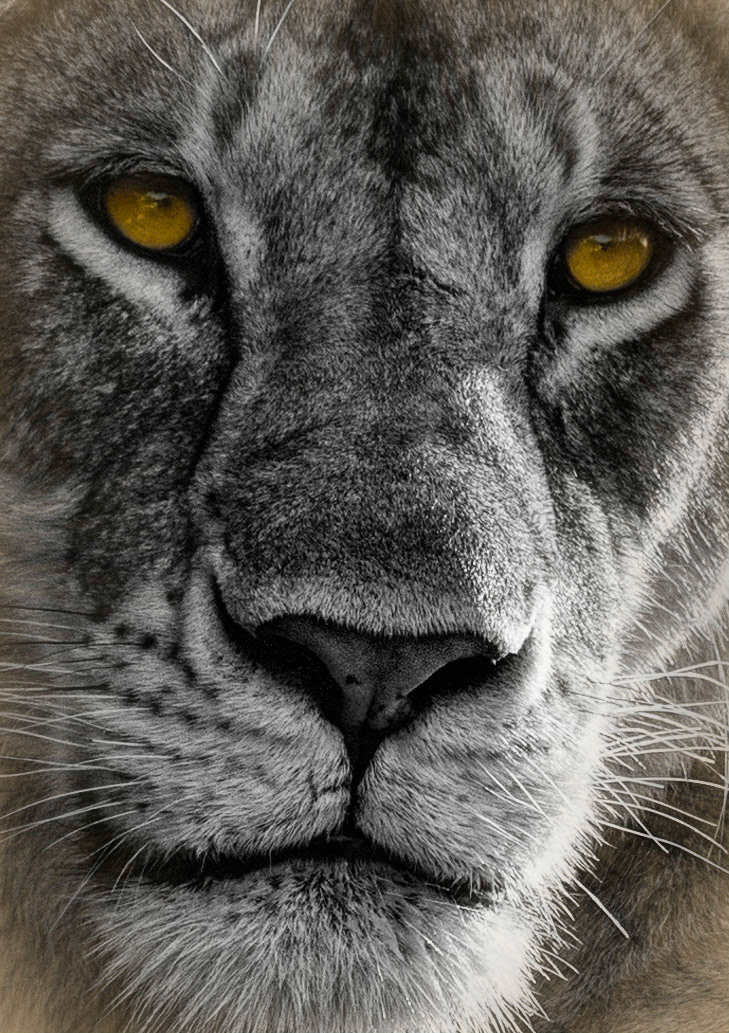 lioness portrait
