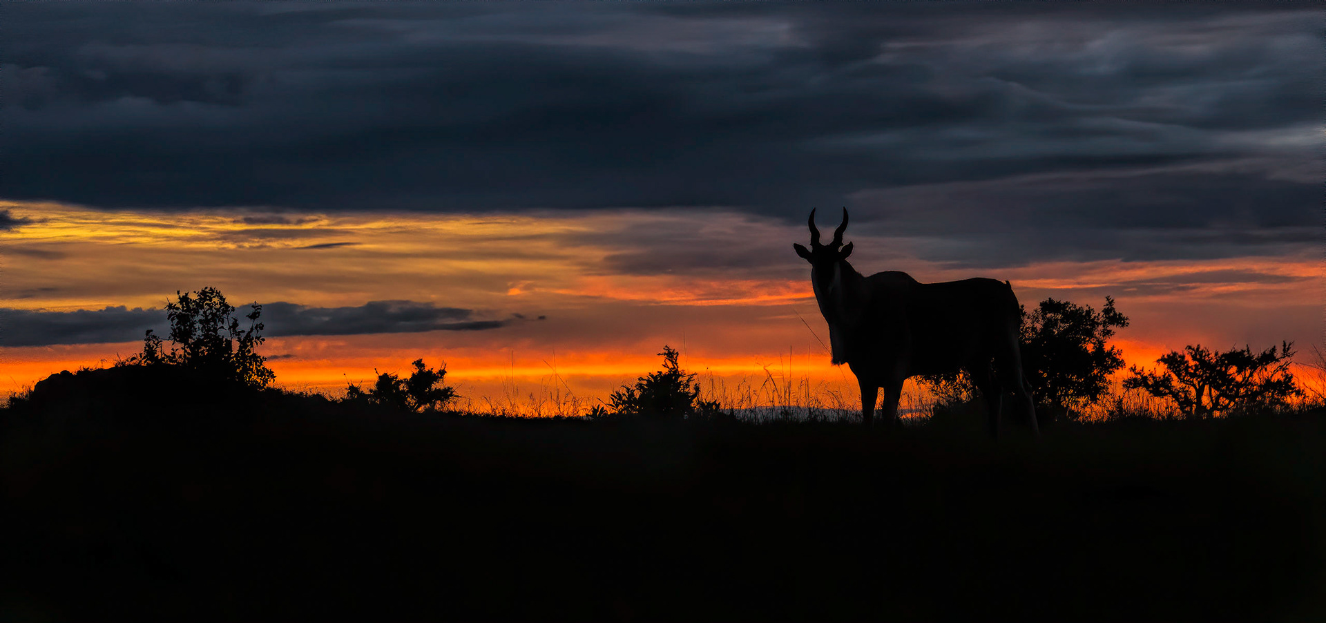 Eland at dawn