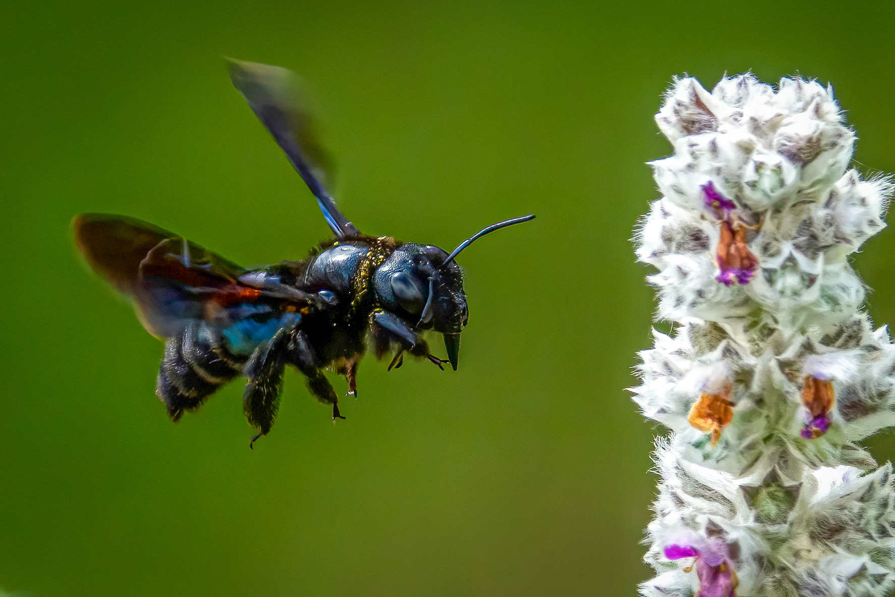 Carpenter bee (Xylocopa) on a lamb's ear dlower.