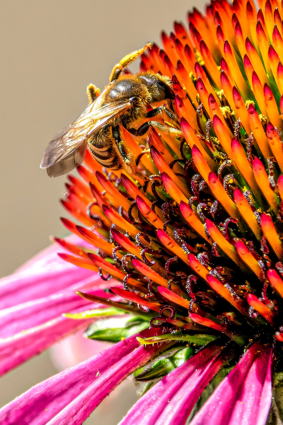 Bee on a Coneflower