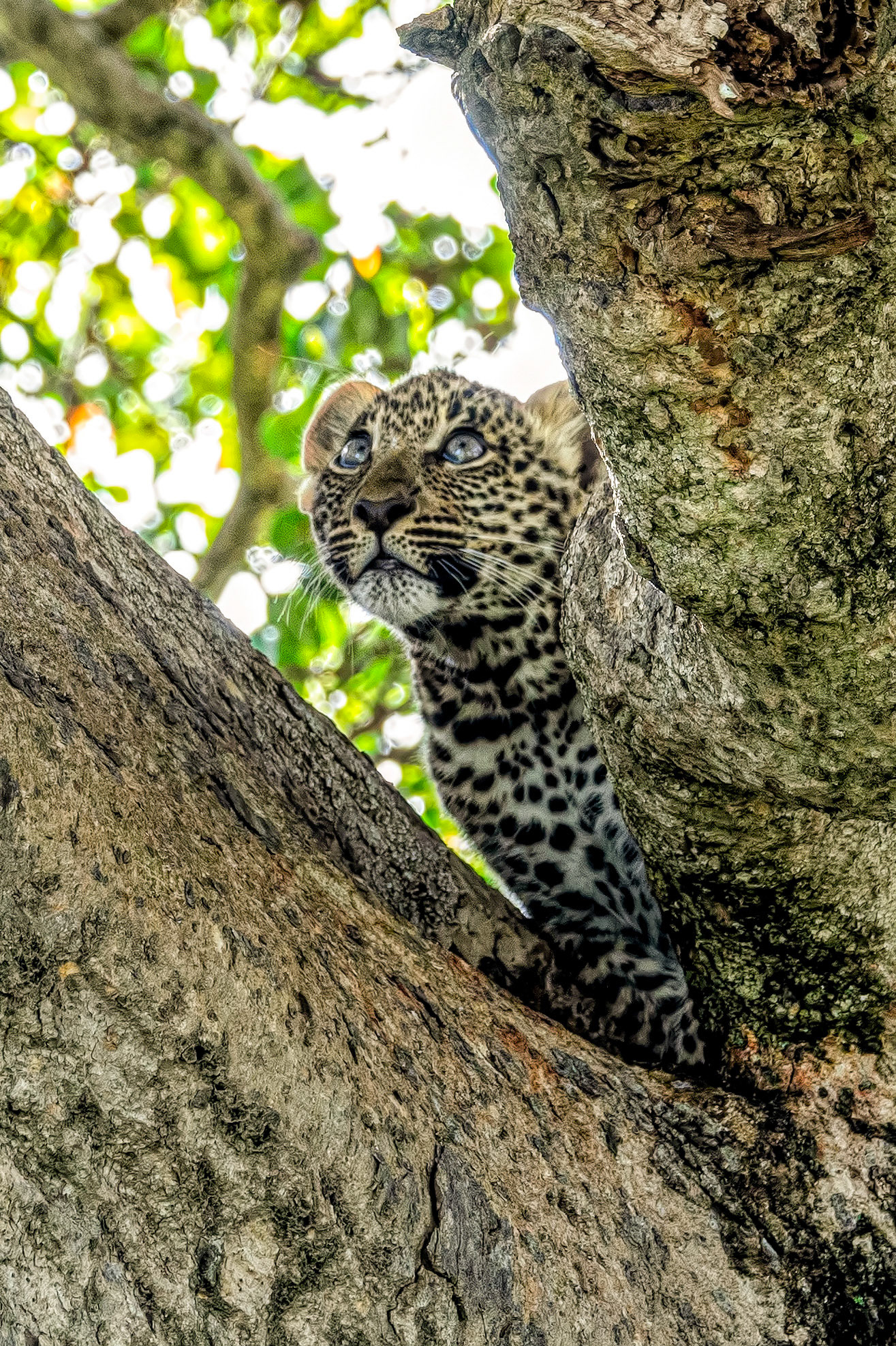 Leopard cub lookin'