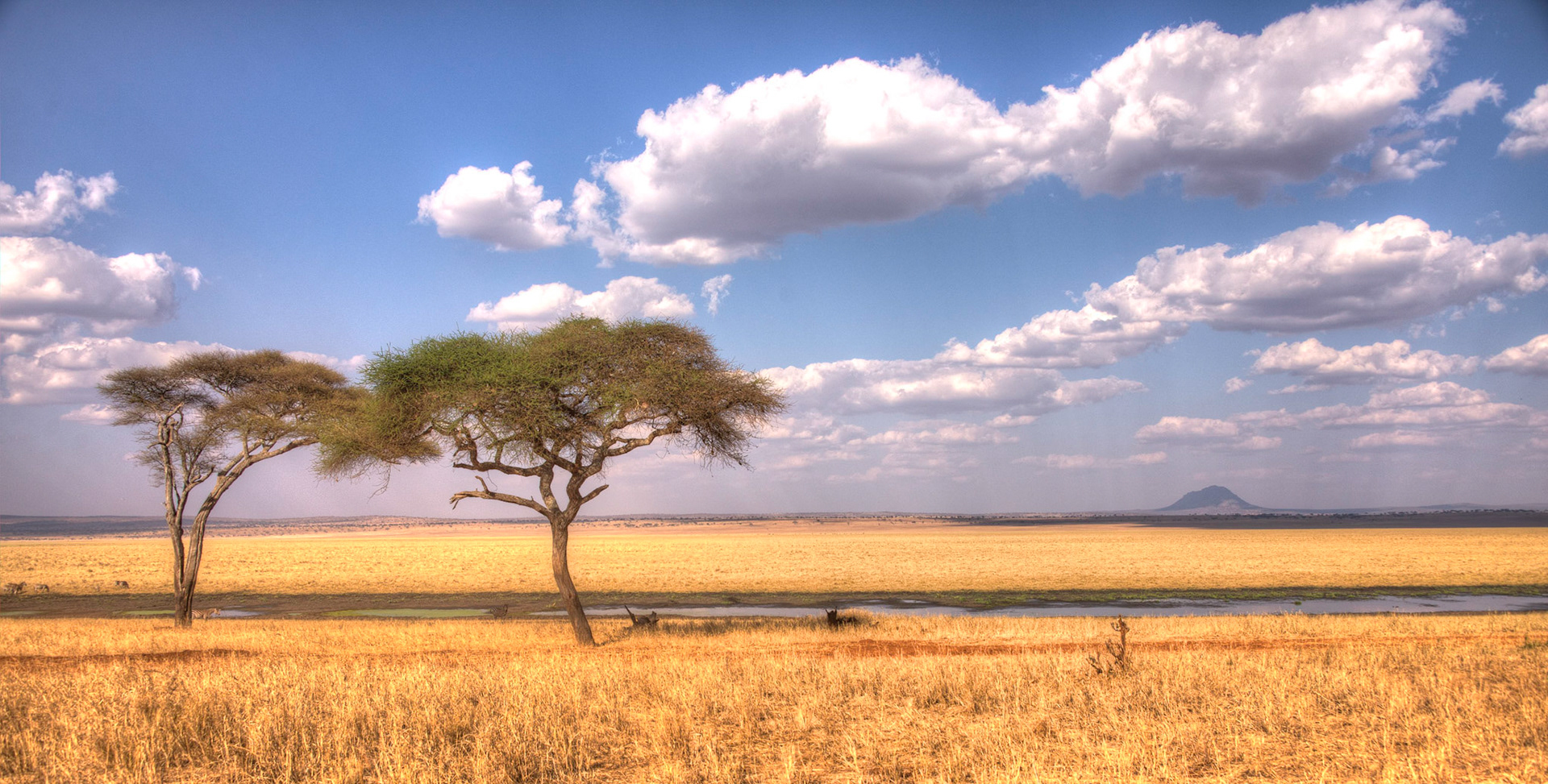acacia view