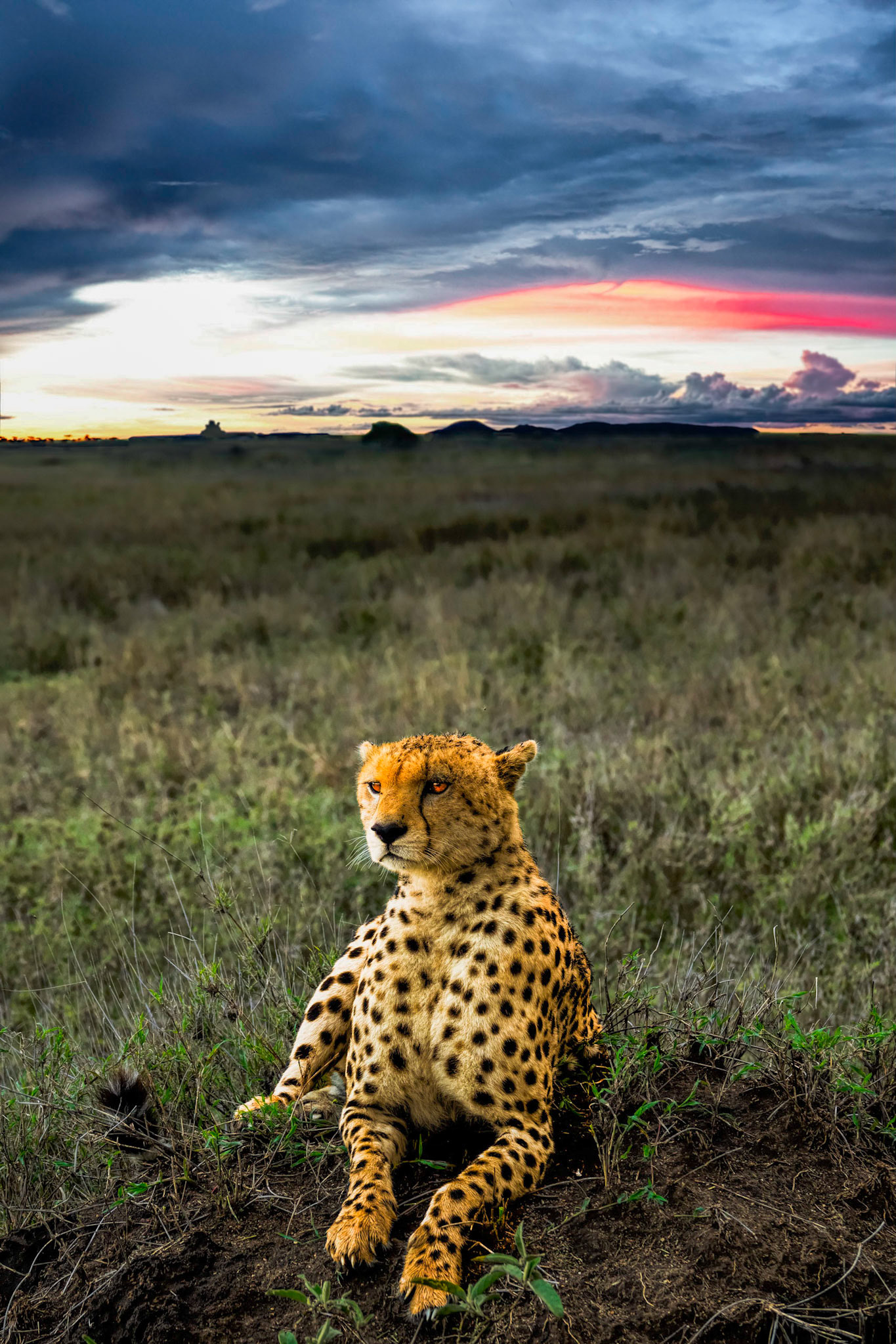Cheetah Dusk