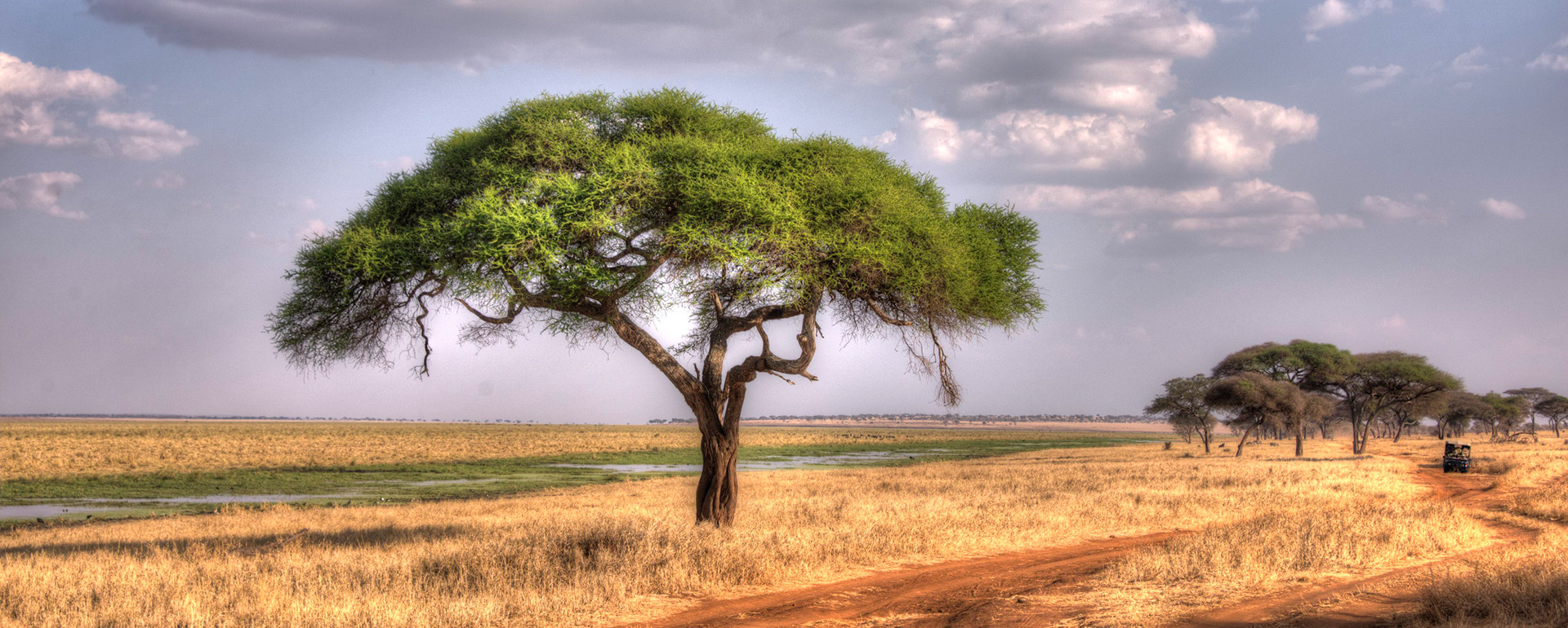 Tarangire swamp view