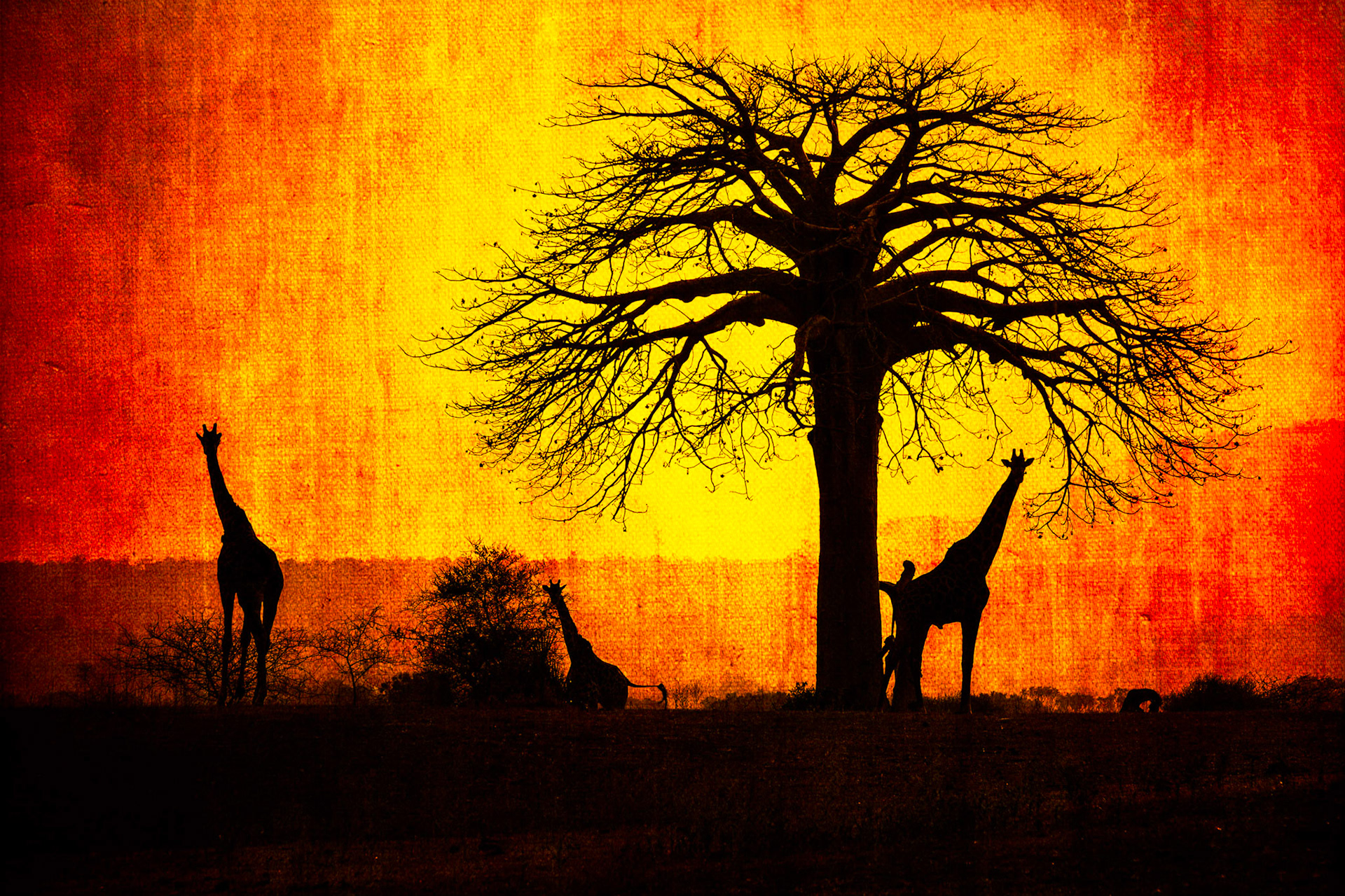 the Giraffes and the Baobab