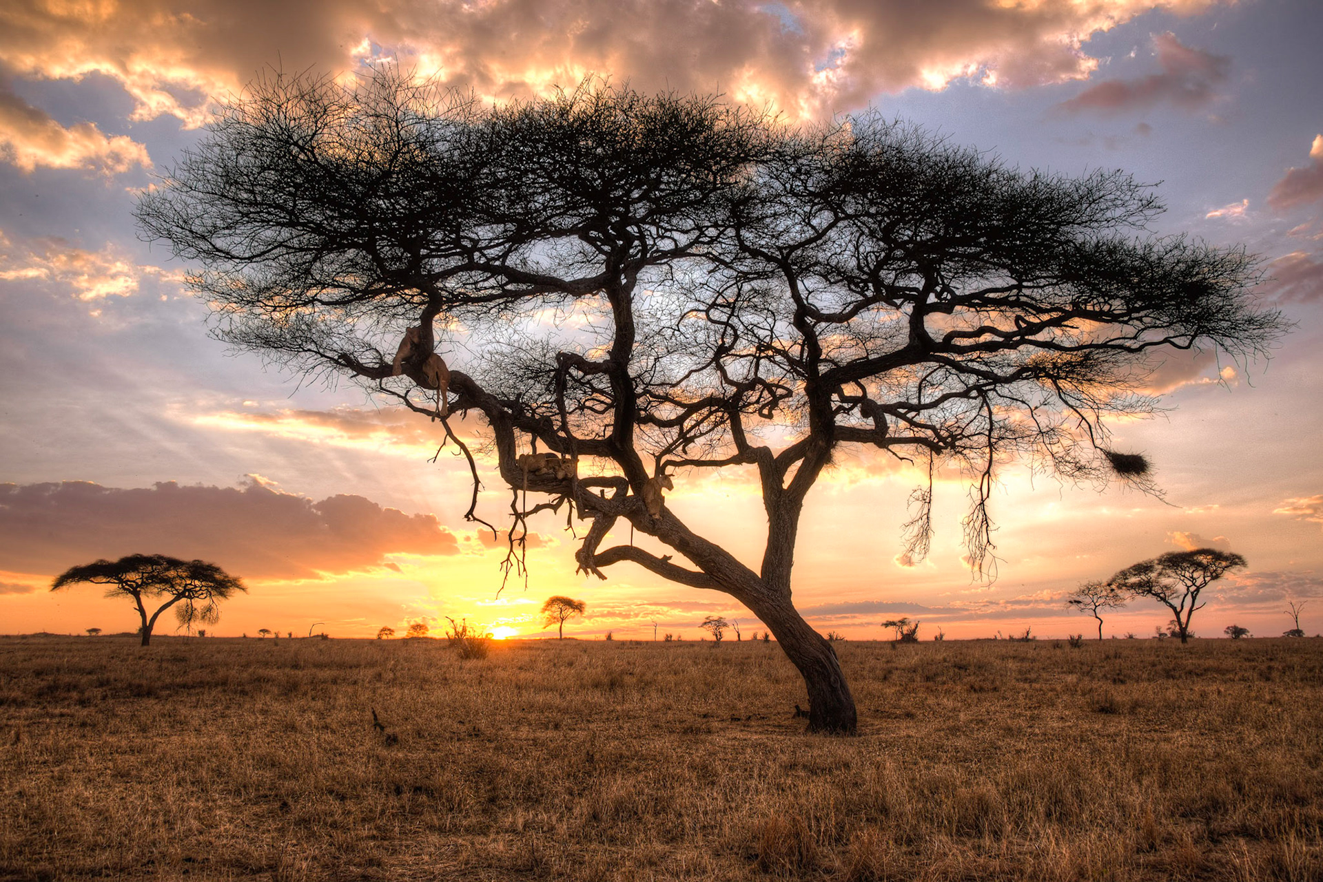 Three lions sleep in an acacia. Tarngire National Park, Tanzania