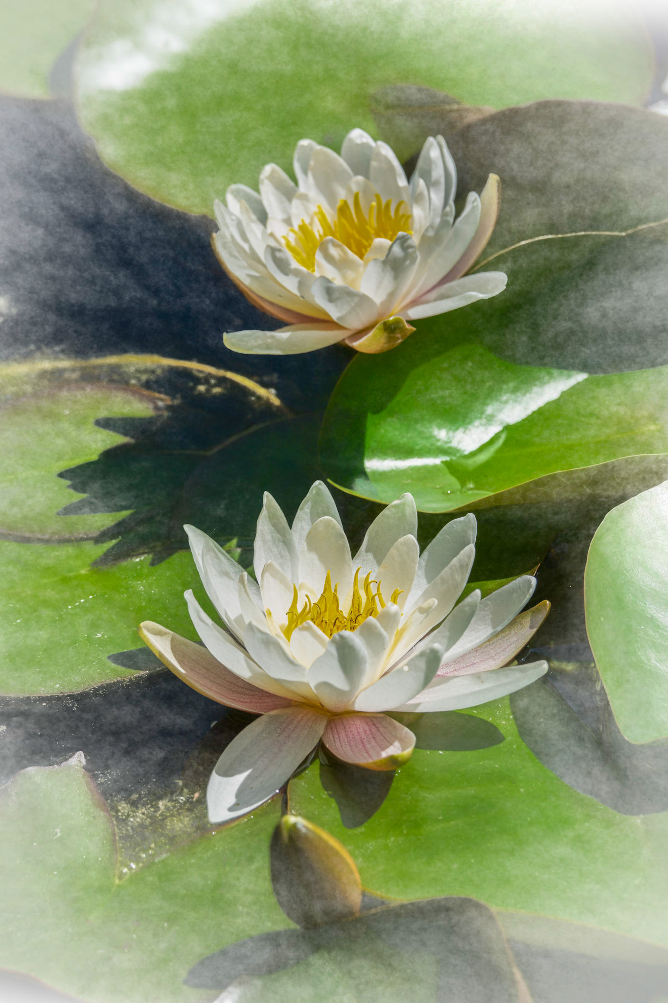 Lockdown Day 52: The first lilies of summer