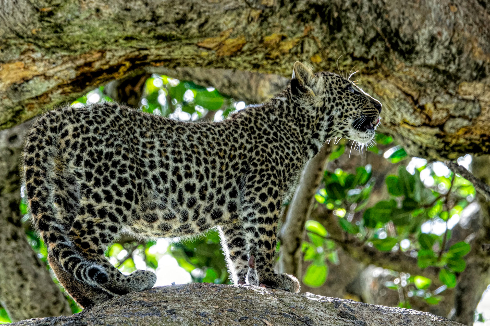Leopard cub posing