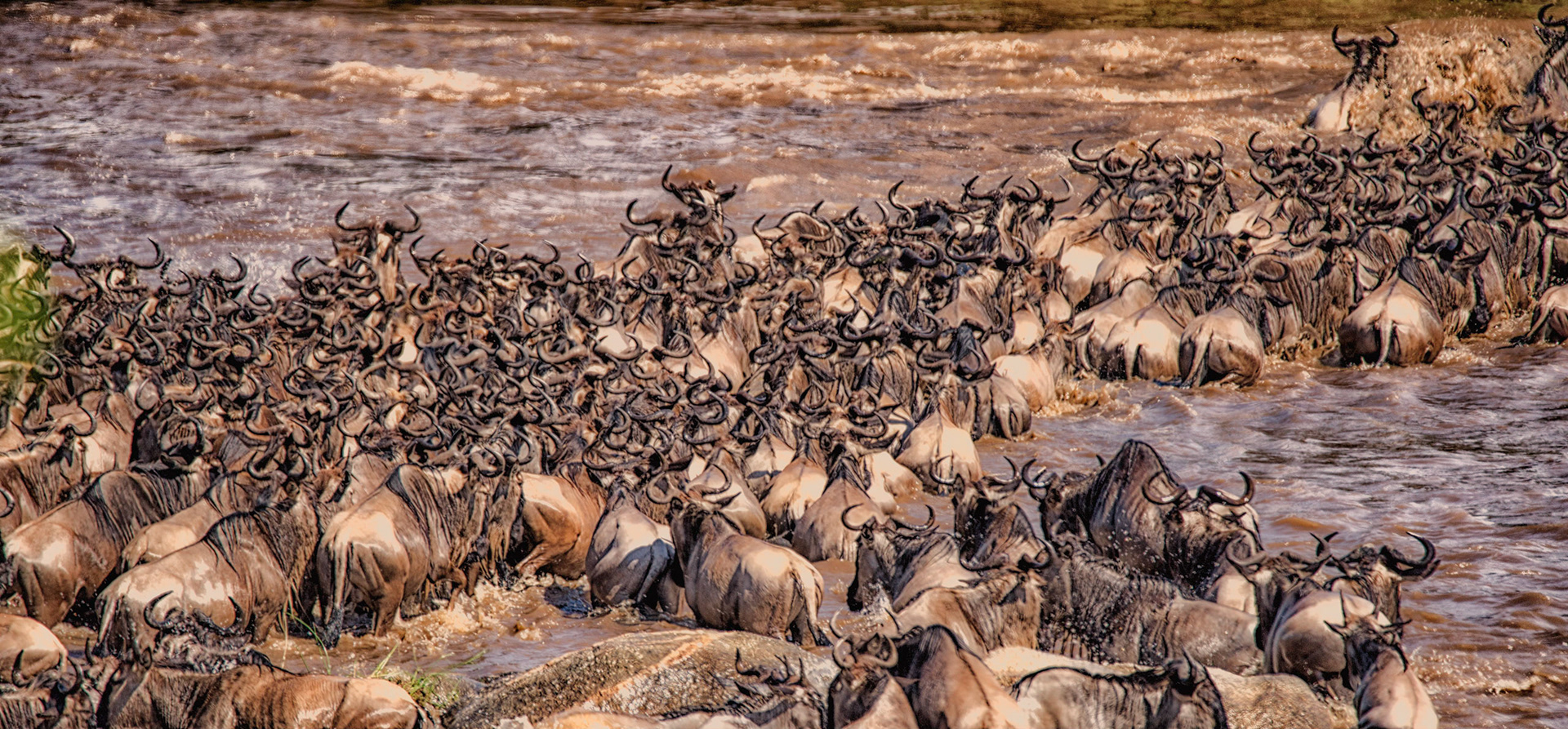 a confusion of wildebeest