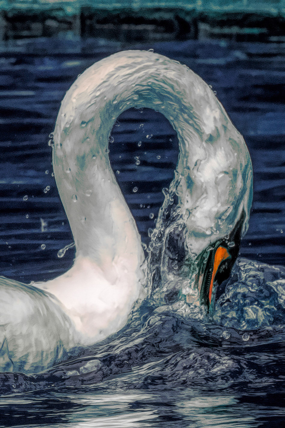 A mute swan in glass