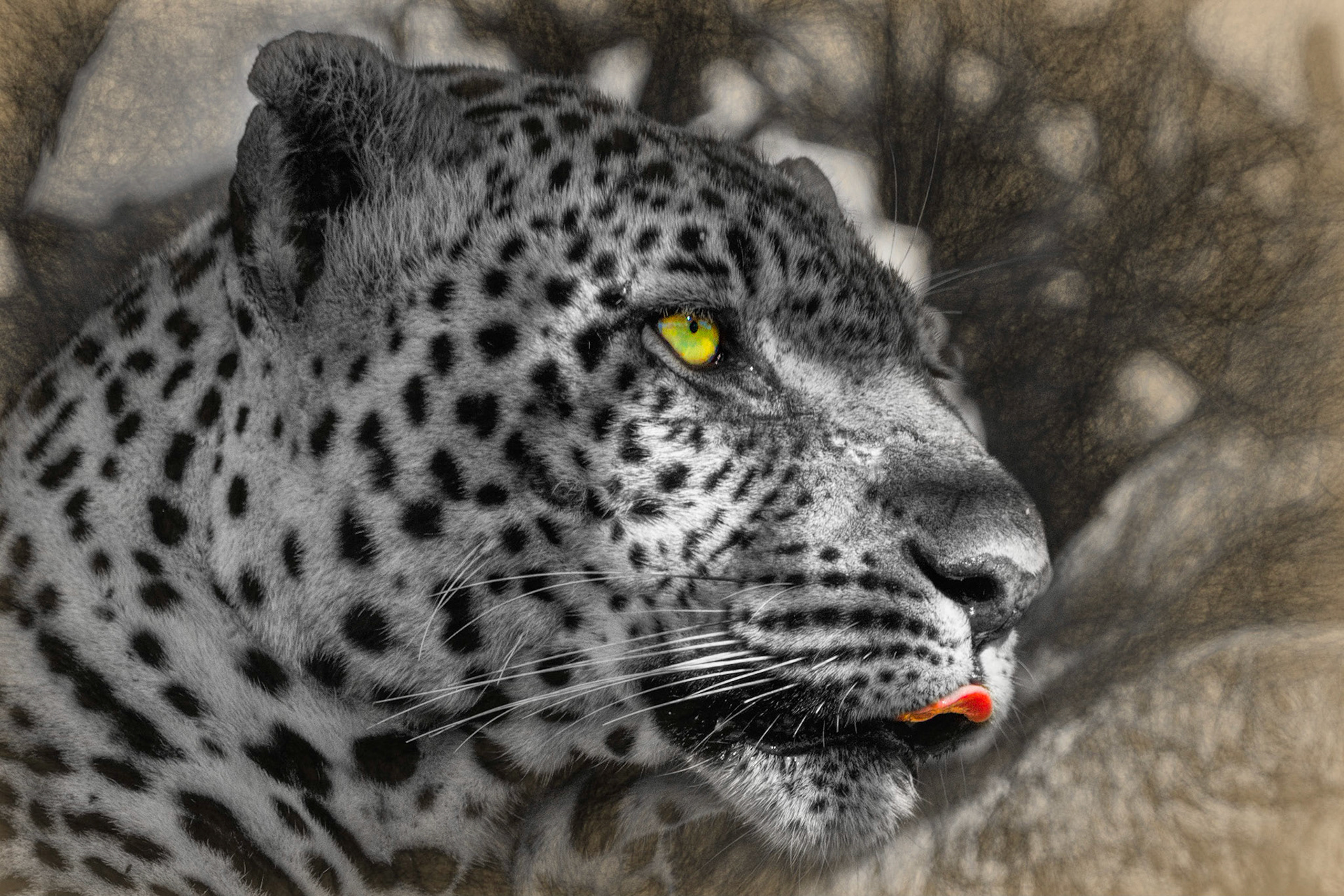 A leopard spots its prey