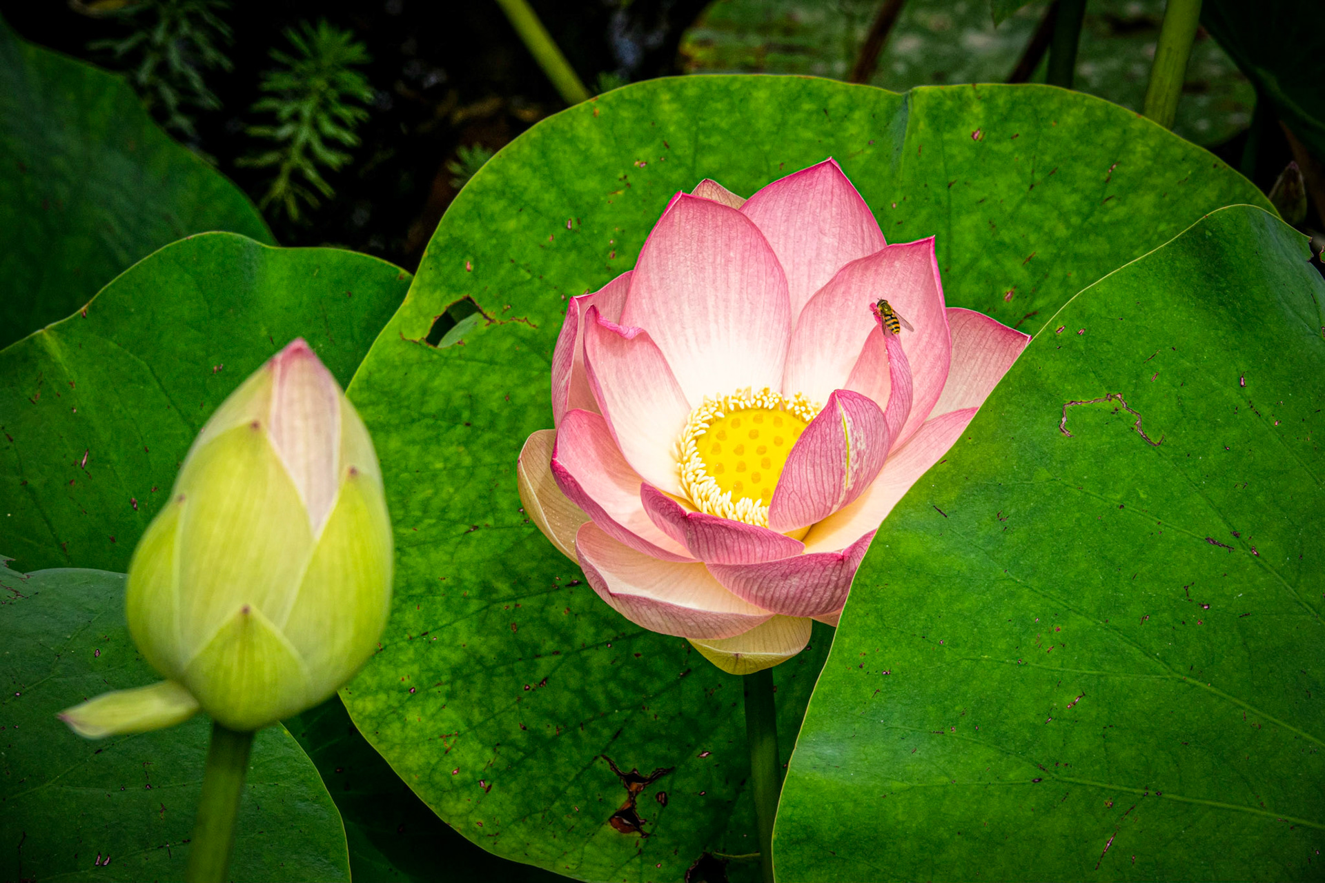 5 days erarlier than last year.