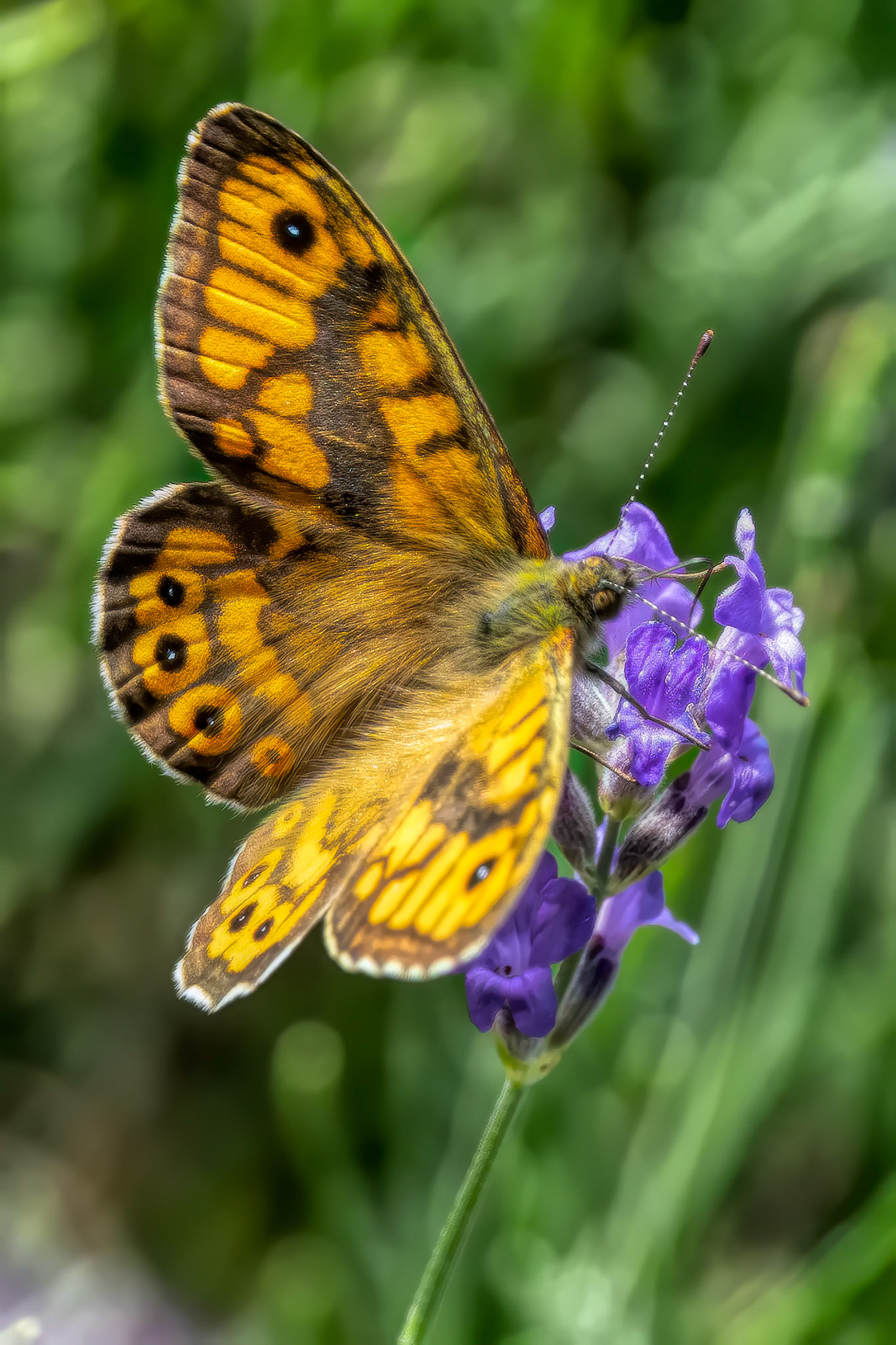 “Butterflies are self propelled flowers.” ― Robert A. HeinleinA Fritillary on Lavendar