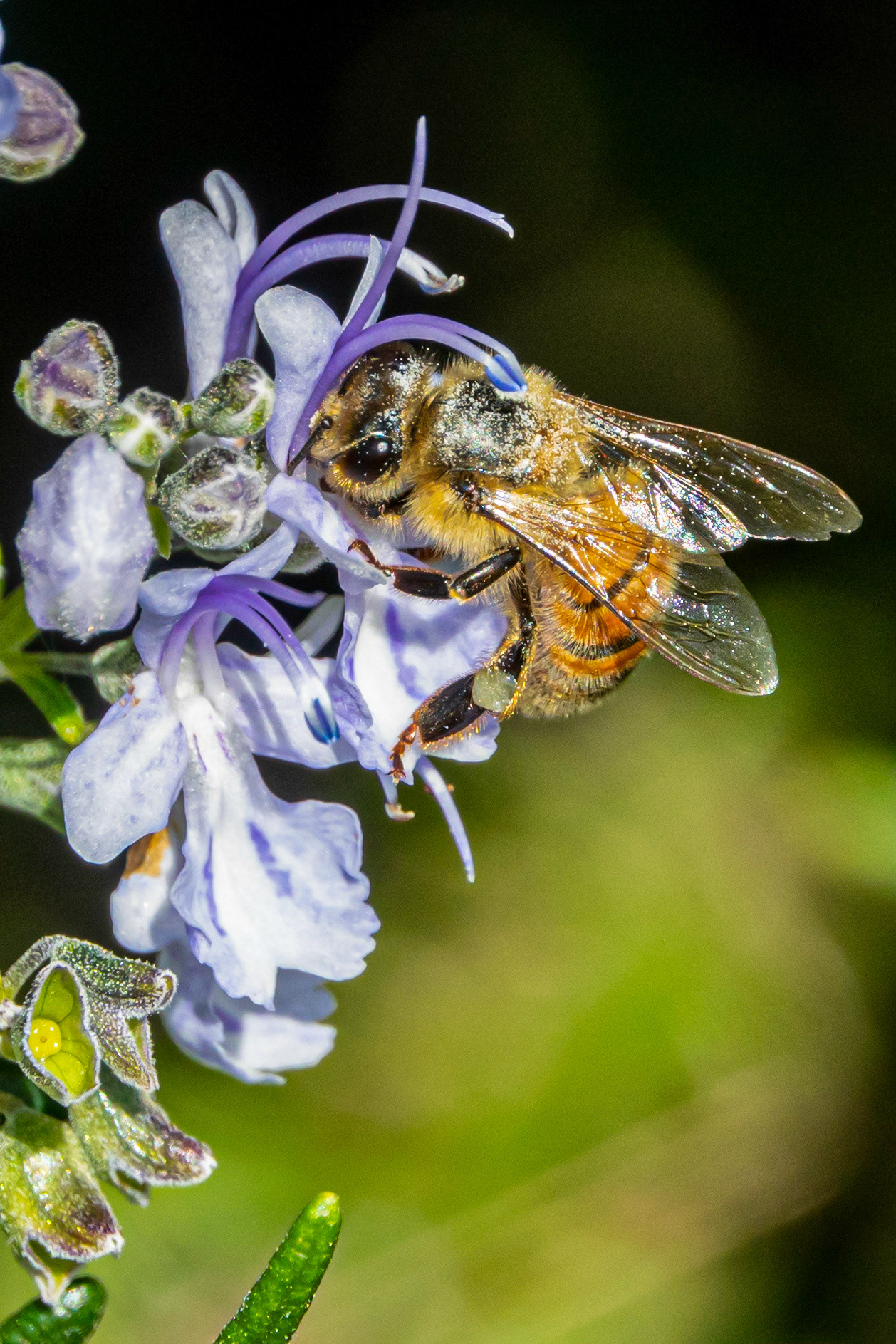 A honey bee pollinating a trucrium