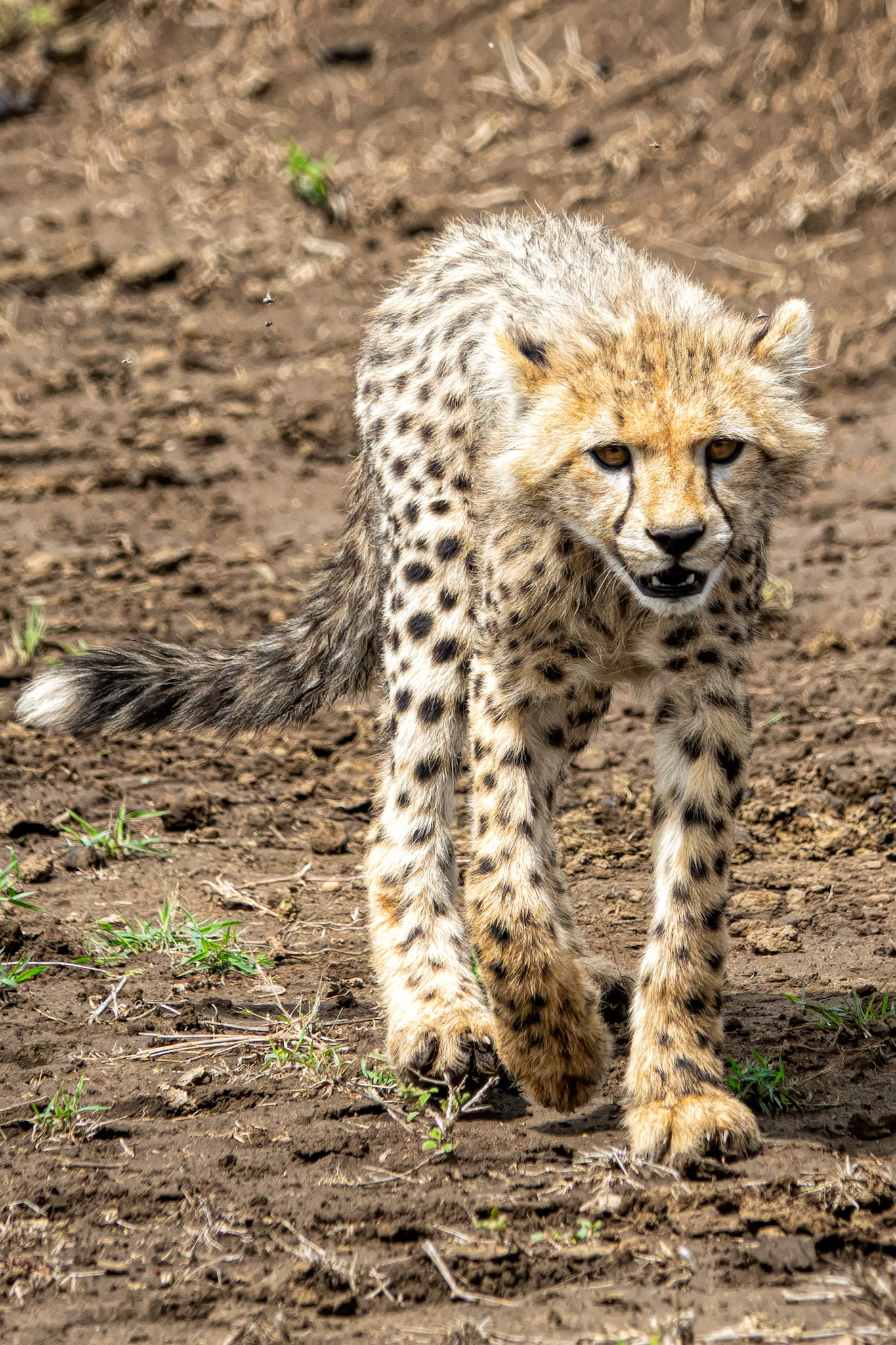 cheetah cub stalking a truck