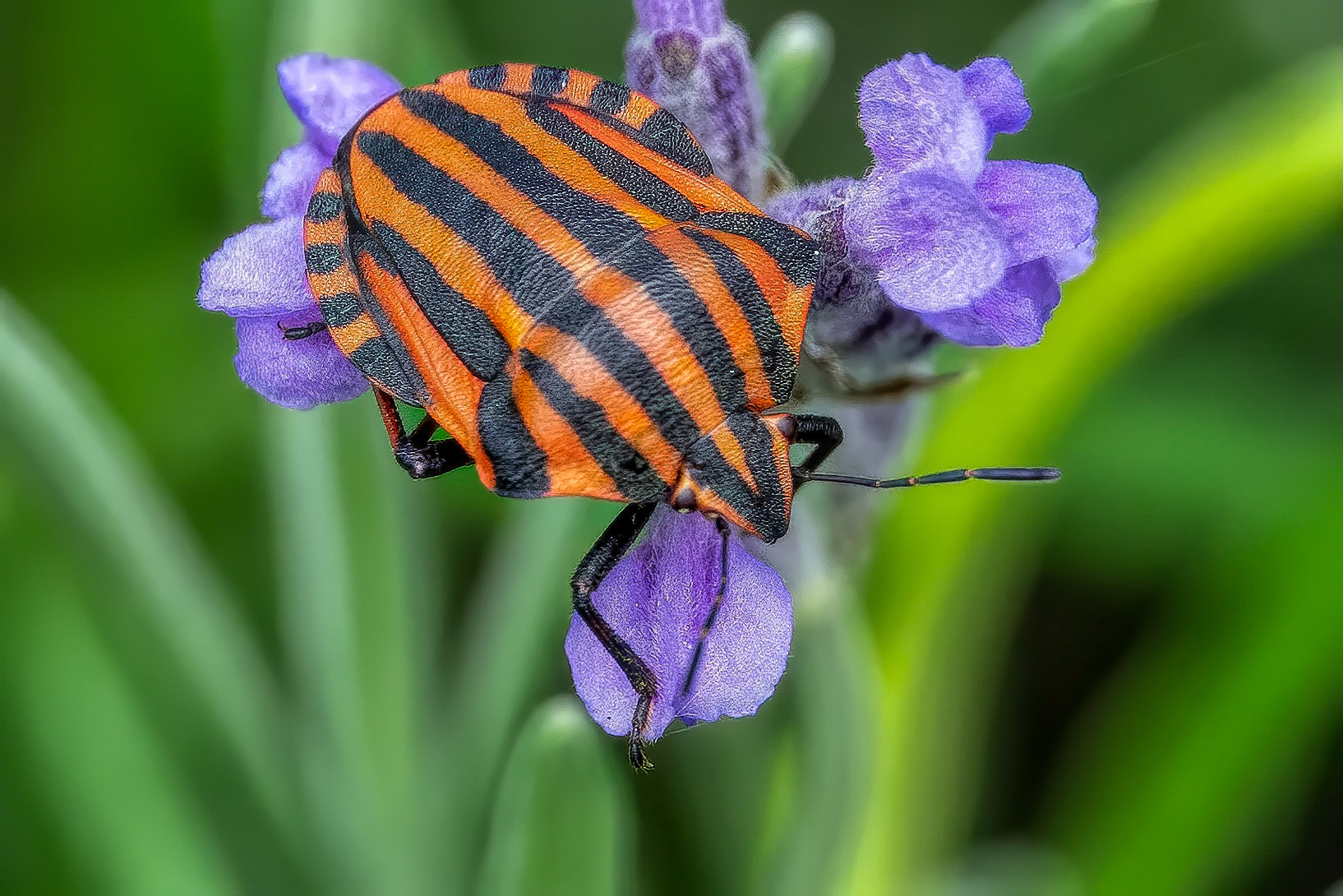 A Mistrel Bug on a Lavender flower