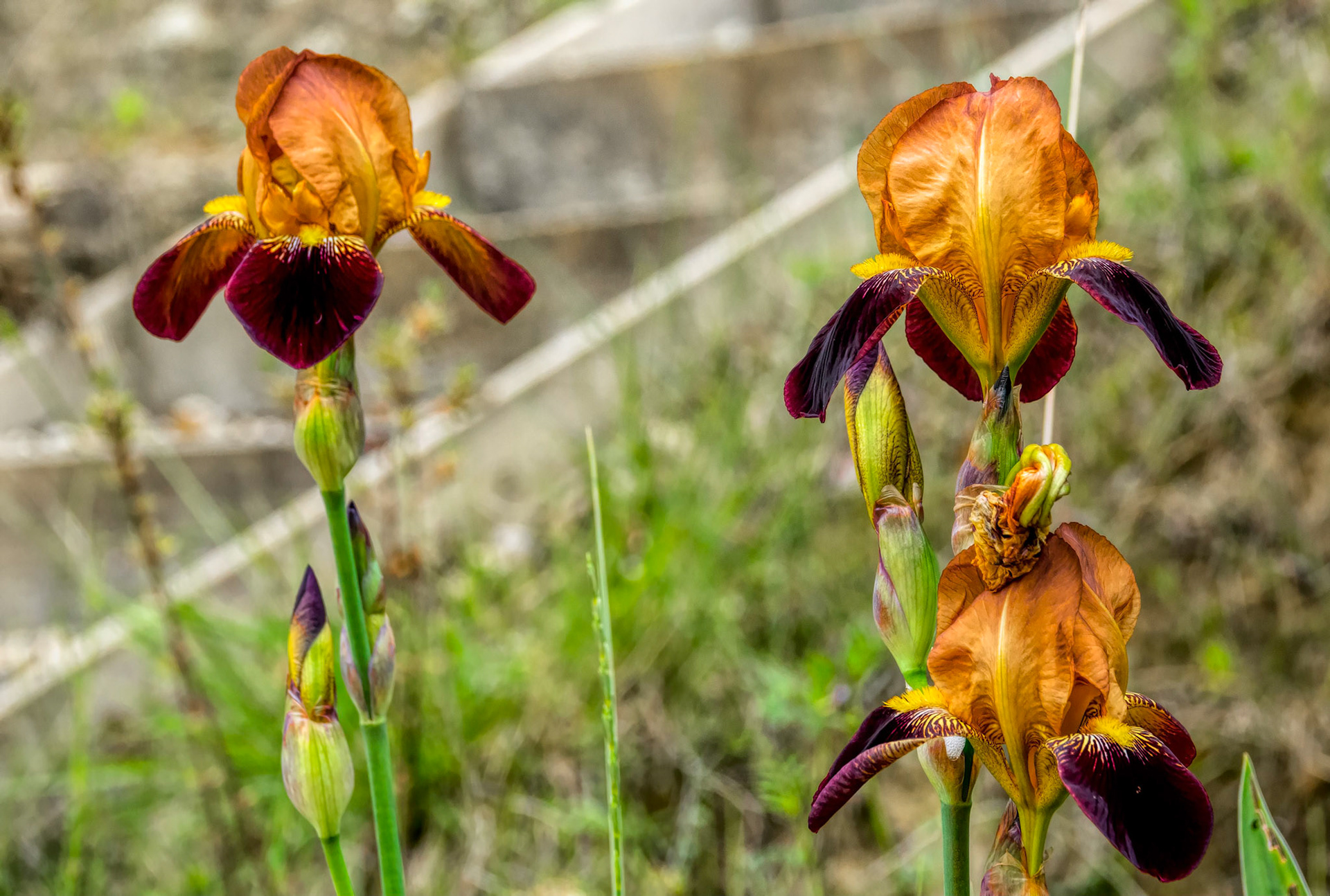 "If you truly love nature, you will find beauty everywhere." Vincent van Gogh